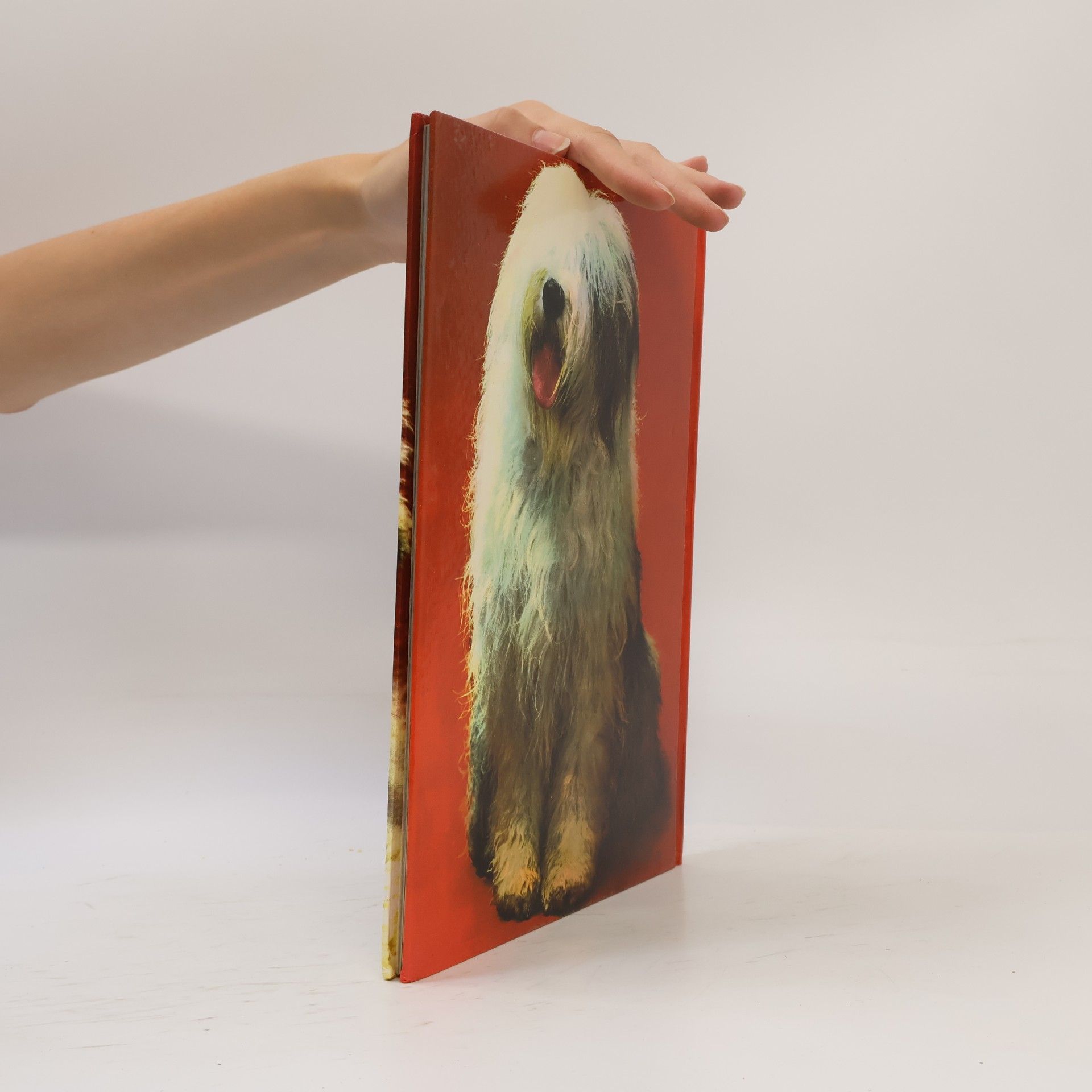 Kolektív autorov Hunde mit 79 Farbfotos