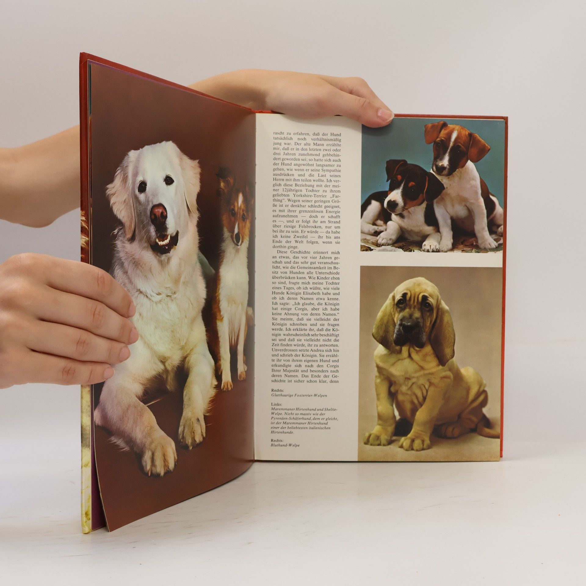 Kolektív autorov Hunde mit 79 Farbfotos