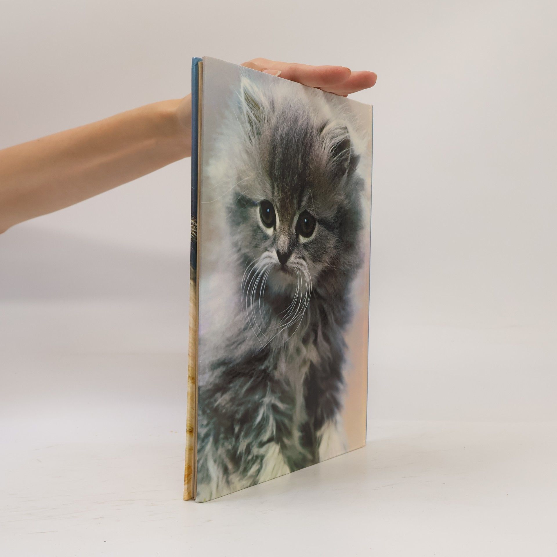 David Gibbon Katzen