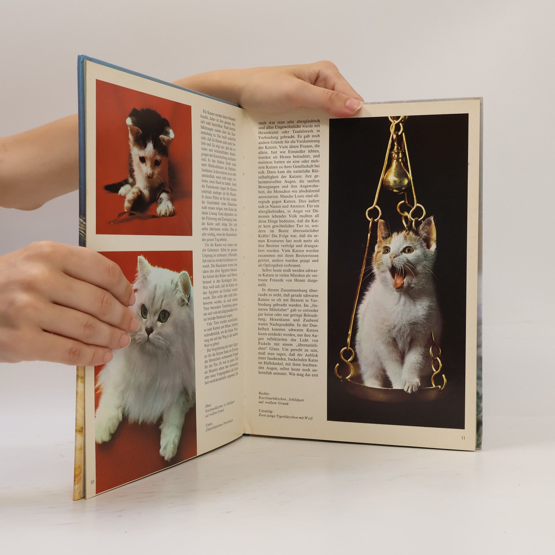 David Gibbon Katzen