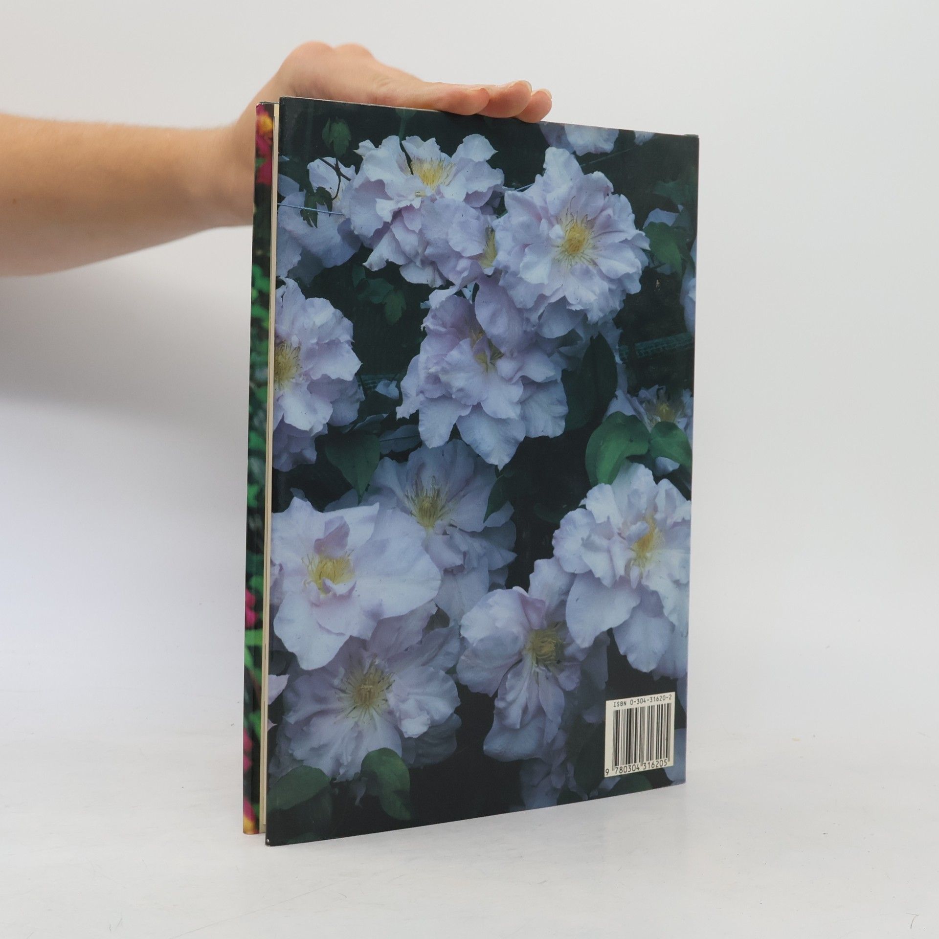 Jim Fisk Clematis
