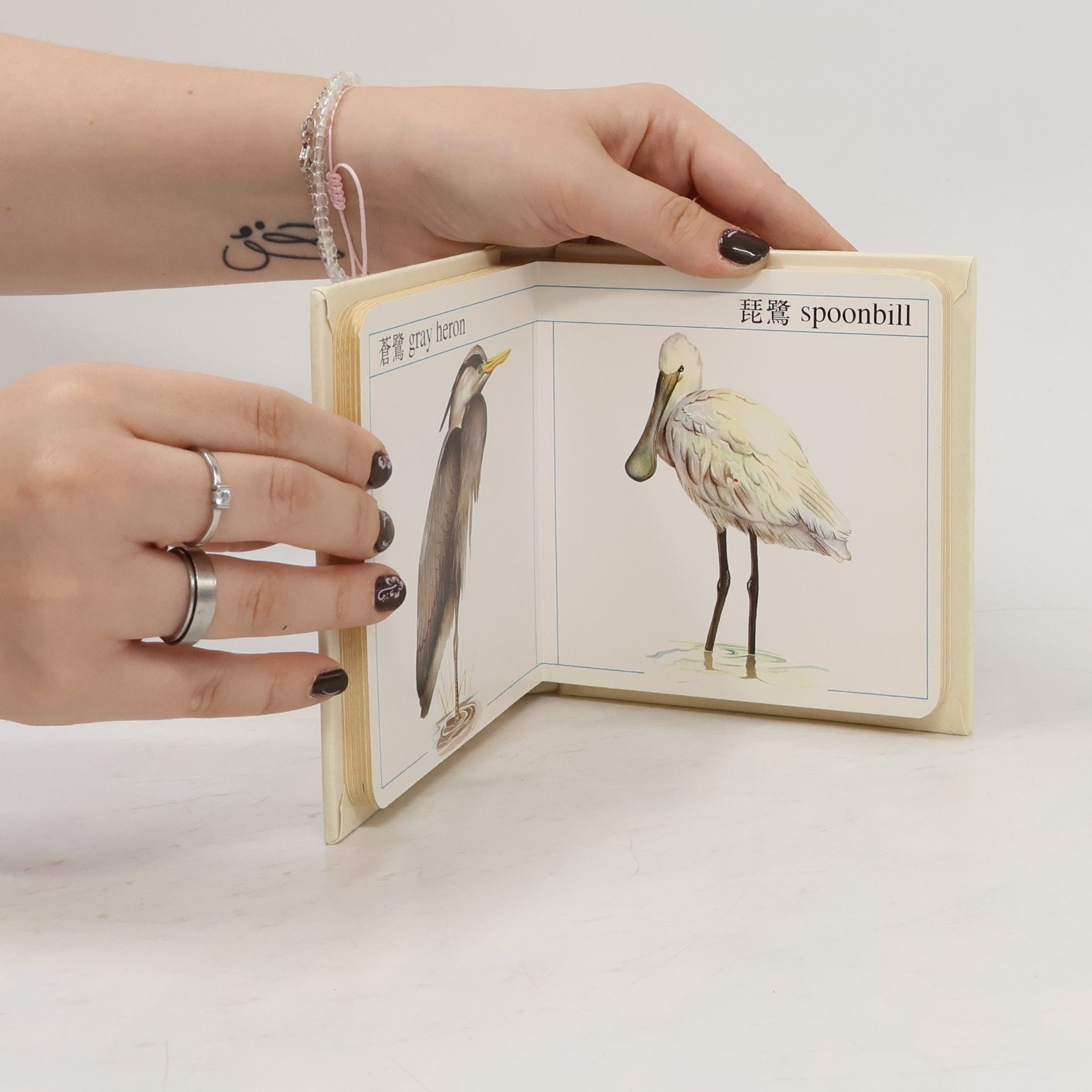 Various authors Birds & Insects (鳥和昆蟲)