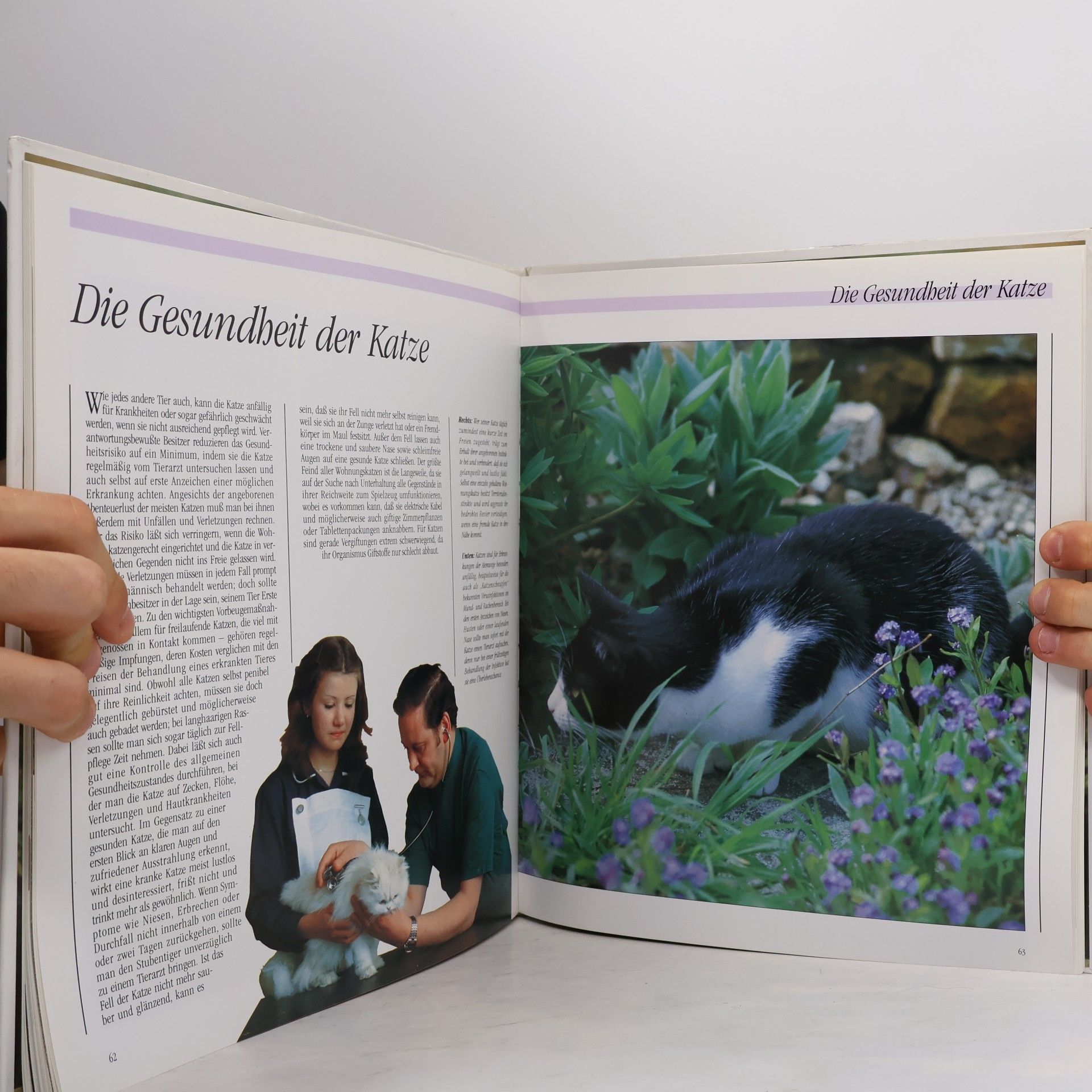 Yvonne Rees Das illustrierte Buch der Katzen