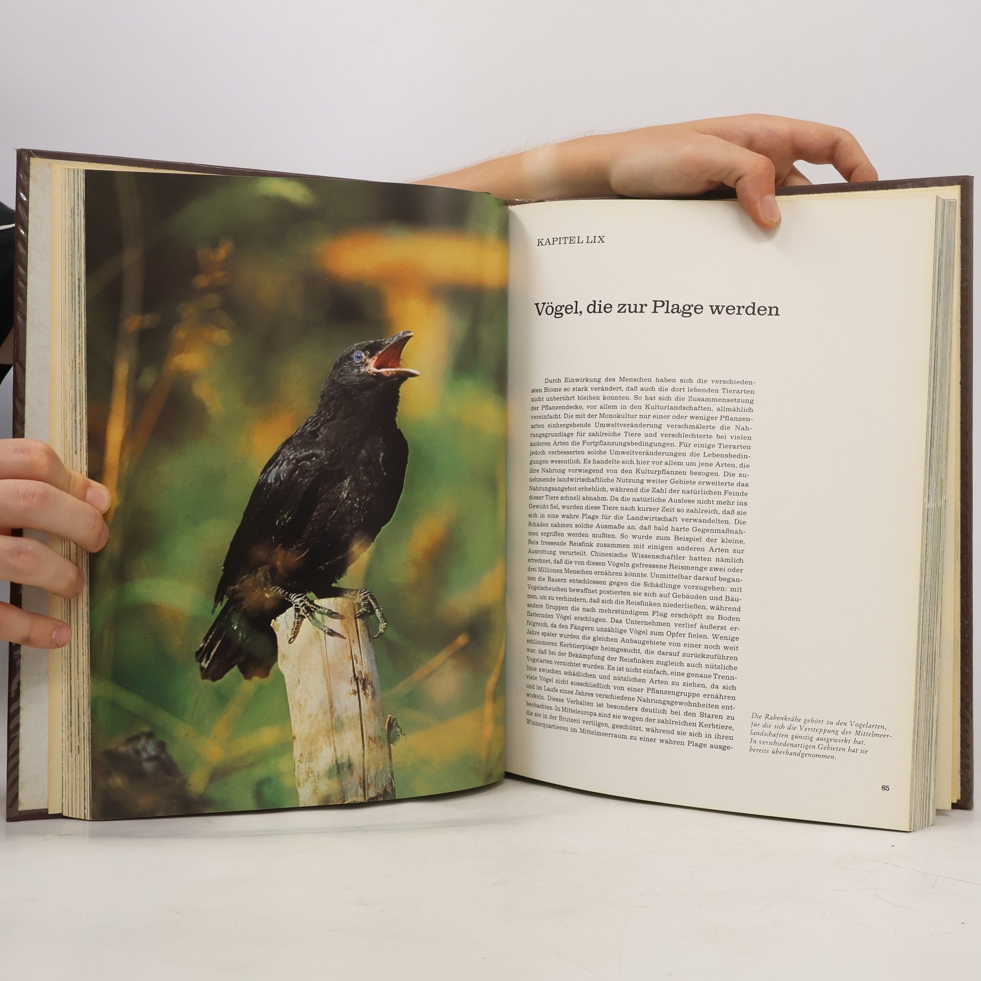 Collectif d'auteurs Fauna 5. Eurasien, Nordamerika