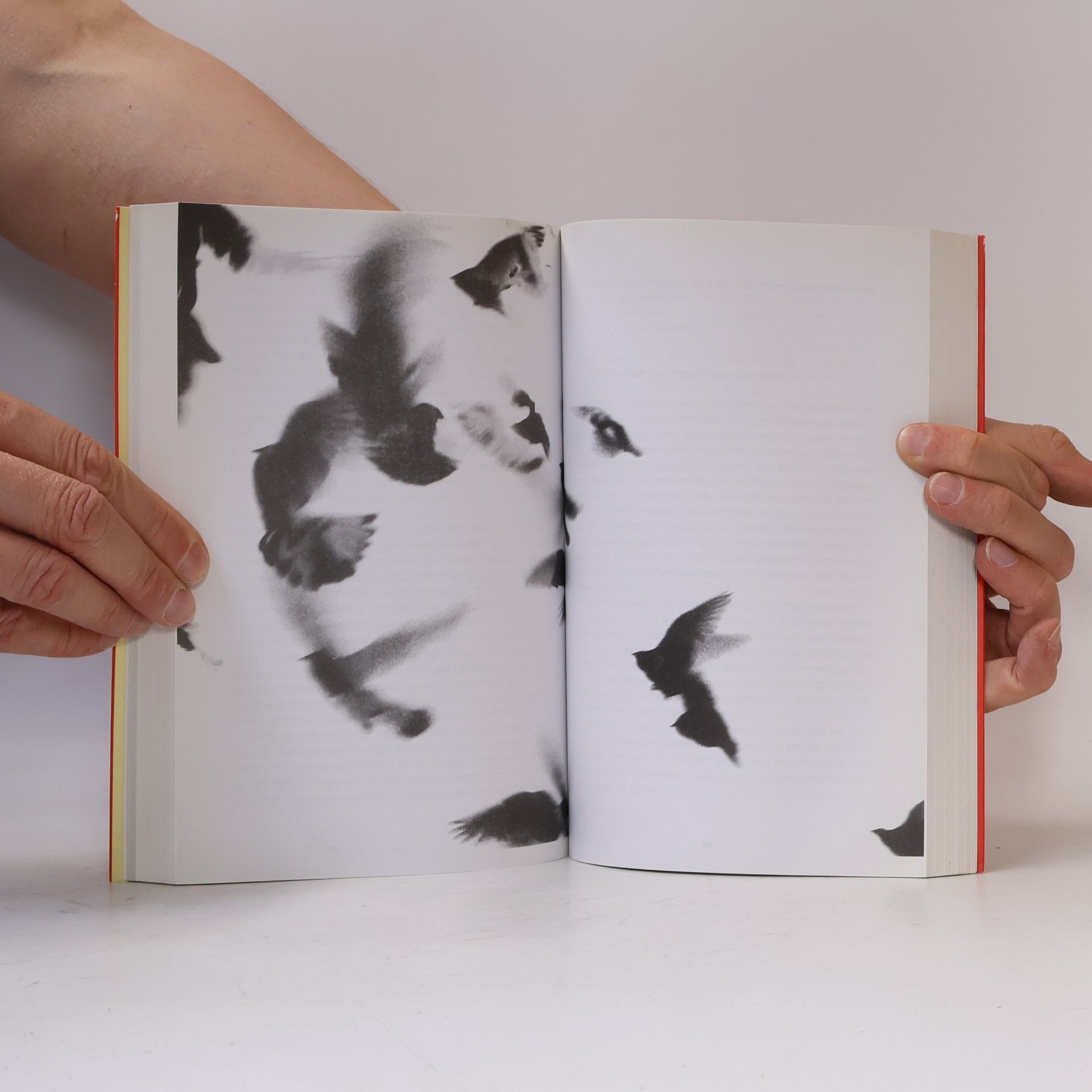 Jonathan Safran Foer קרוב להפליא ורועש להחריד