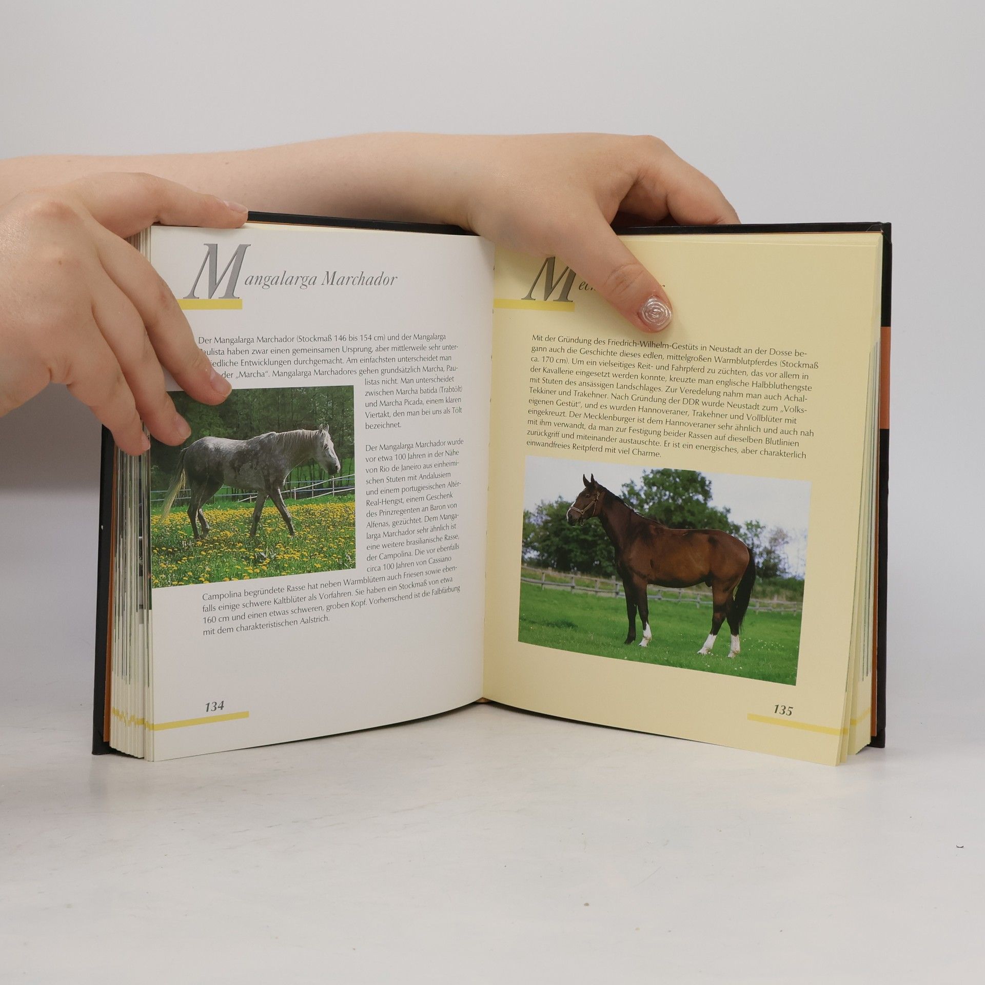 Saskia Brixner Handbuch Pferde
