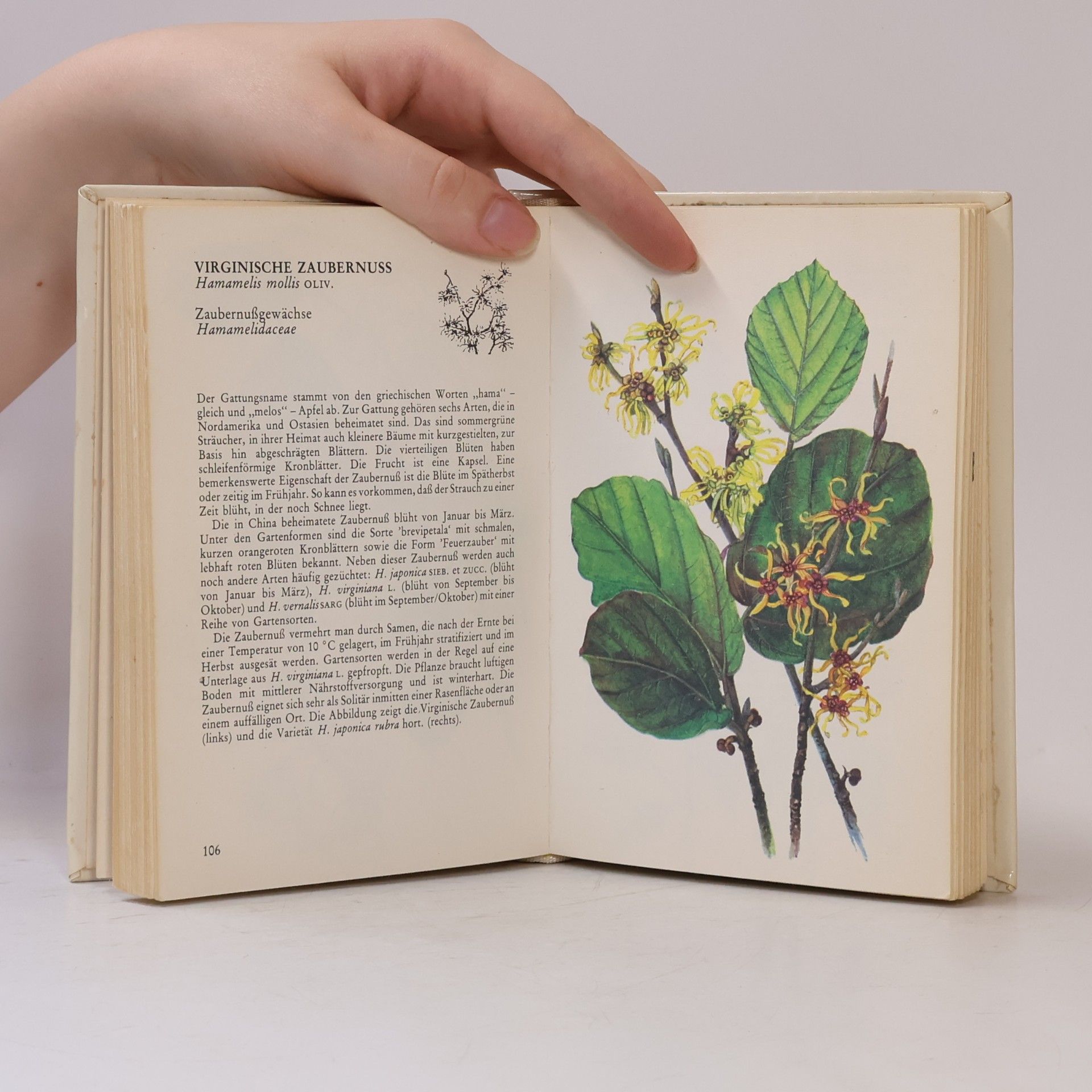 Jaroslav Hofman Taschenatlas der Ziersträucher