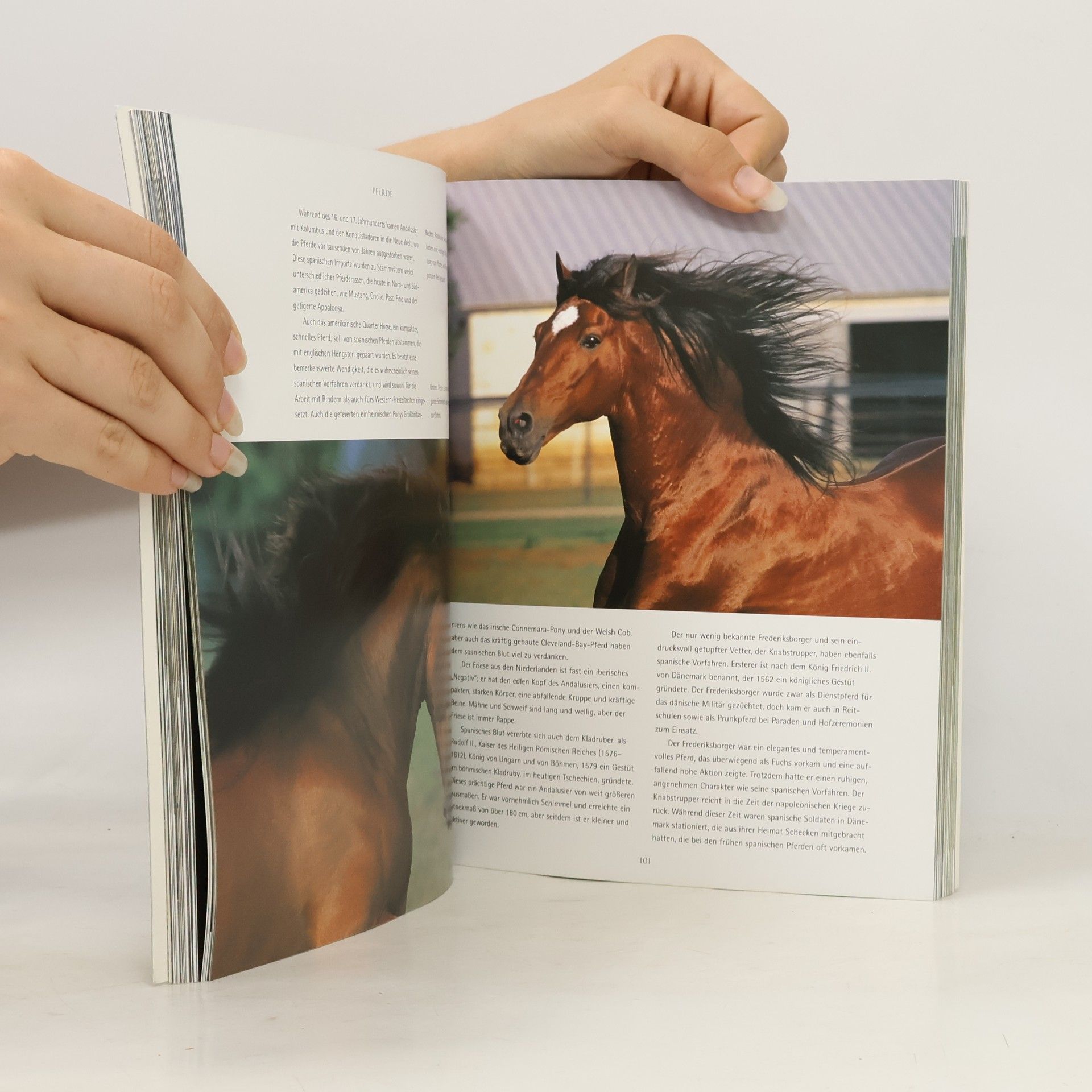 Autores varios Pferde