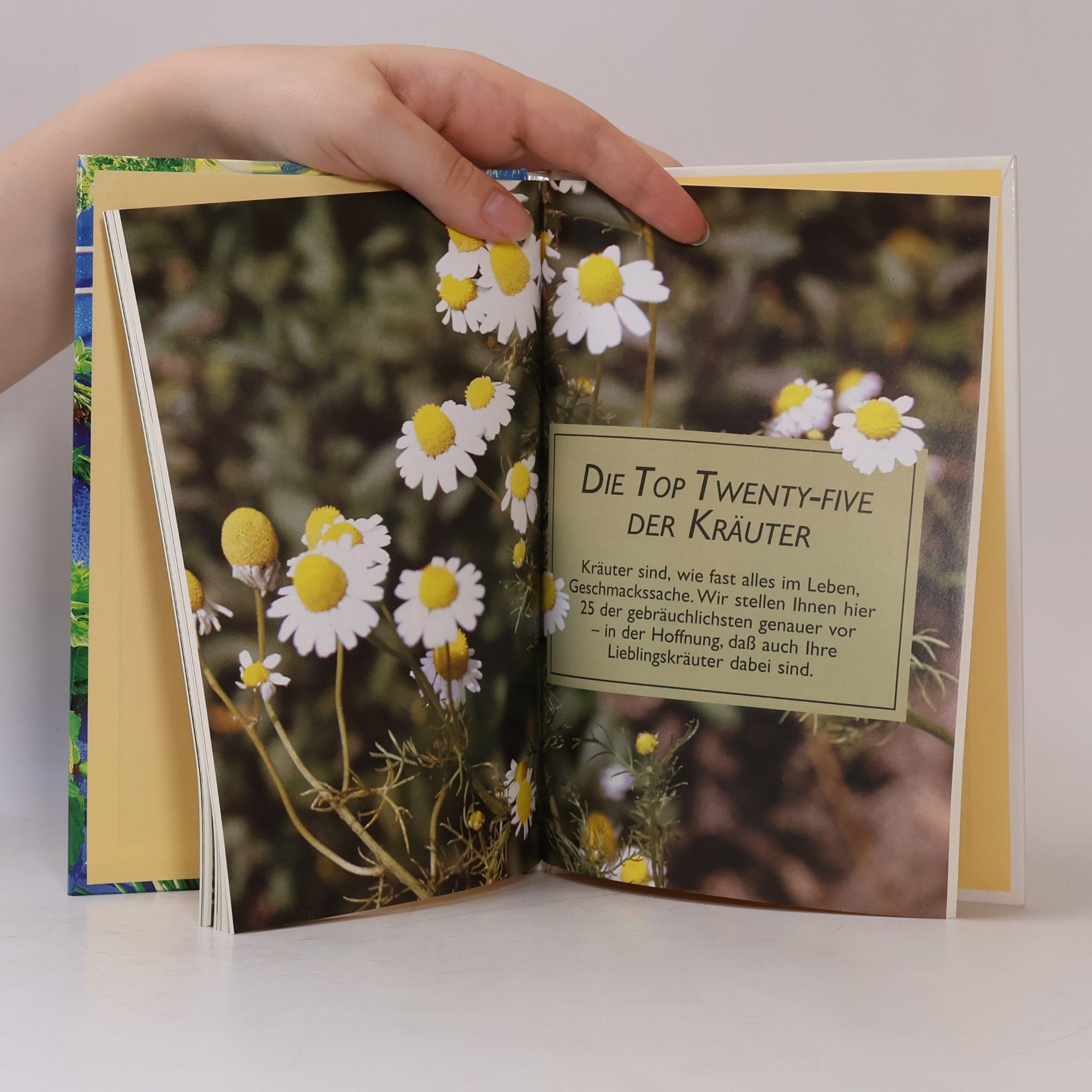 Ute York Küchen-Kräuter