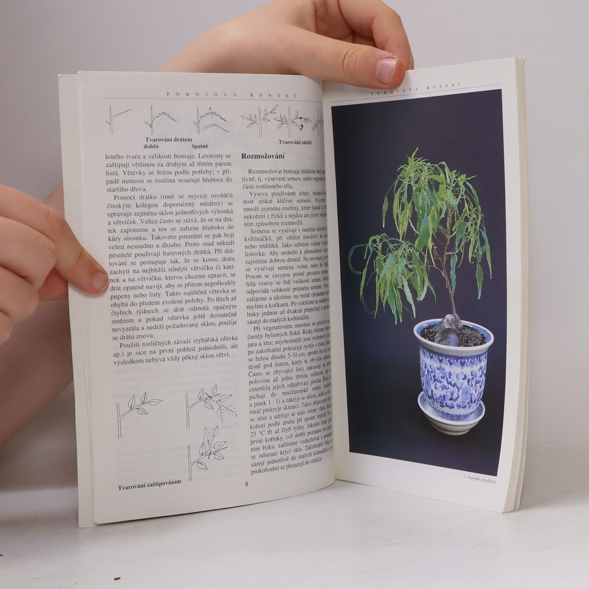 Jindřich Votýpka Pokojová bonsai