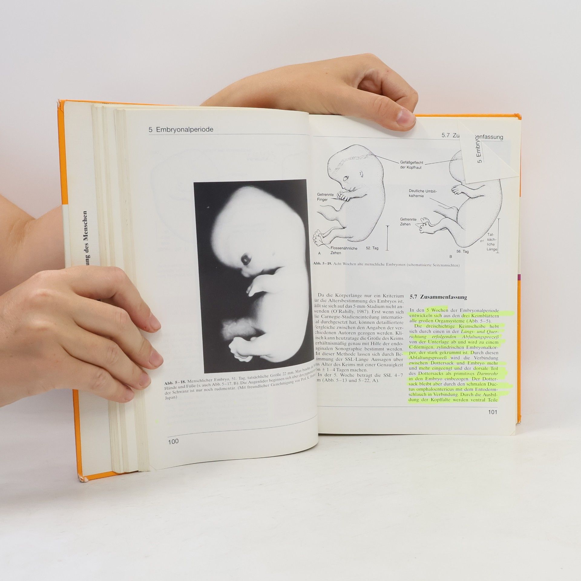 Keith L. Moore Embryologie