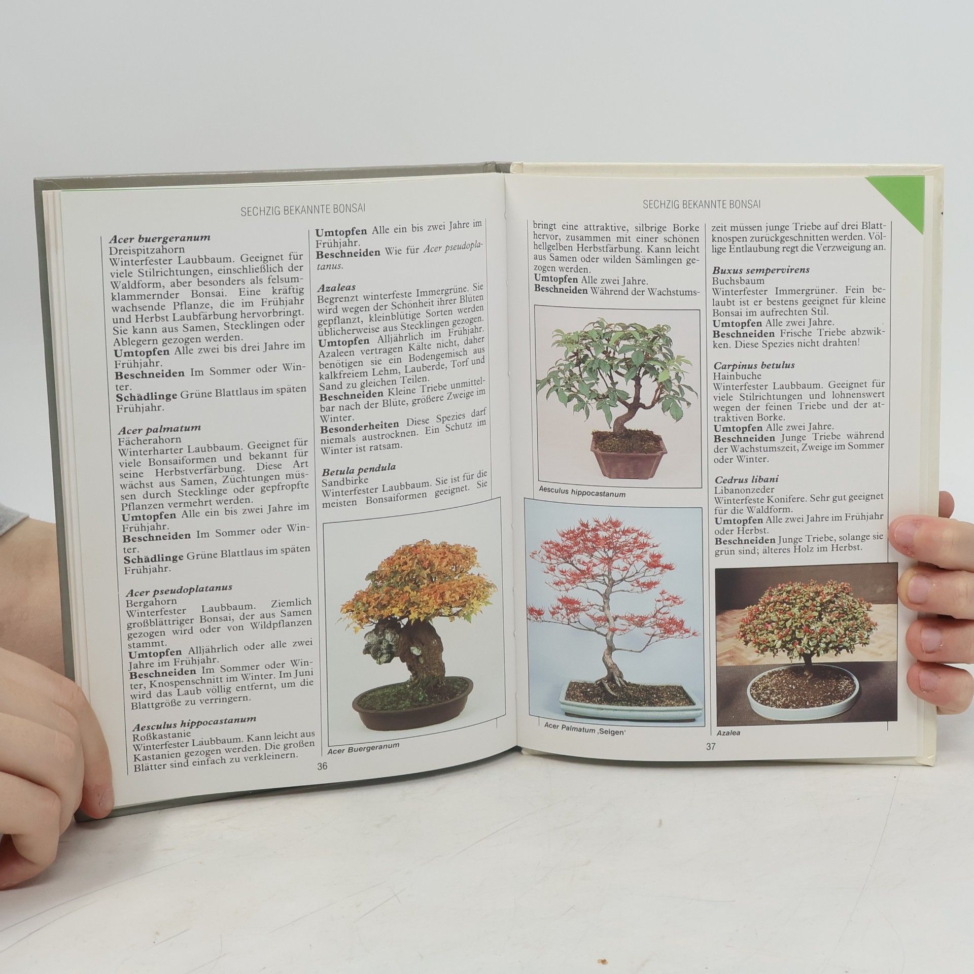 Anne Swinton Bonsai
