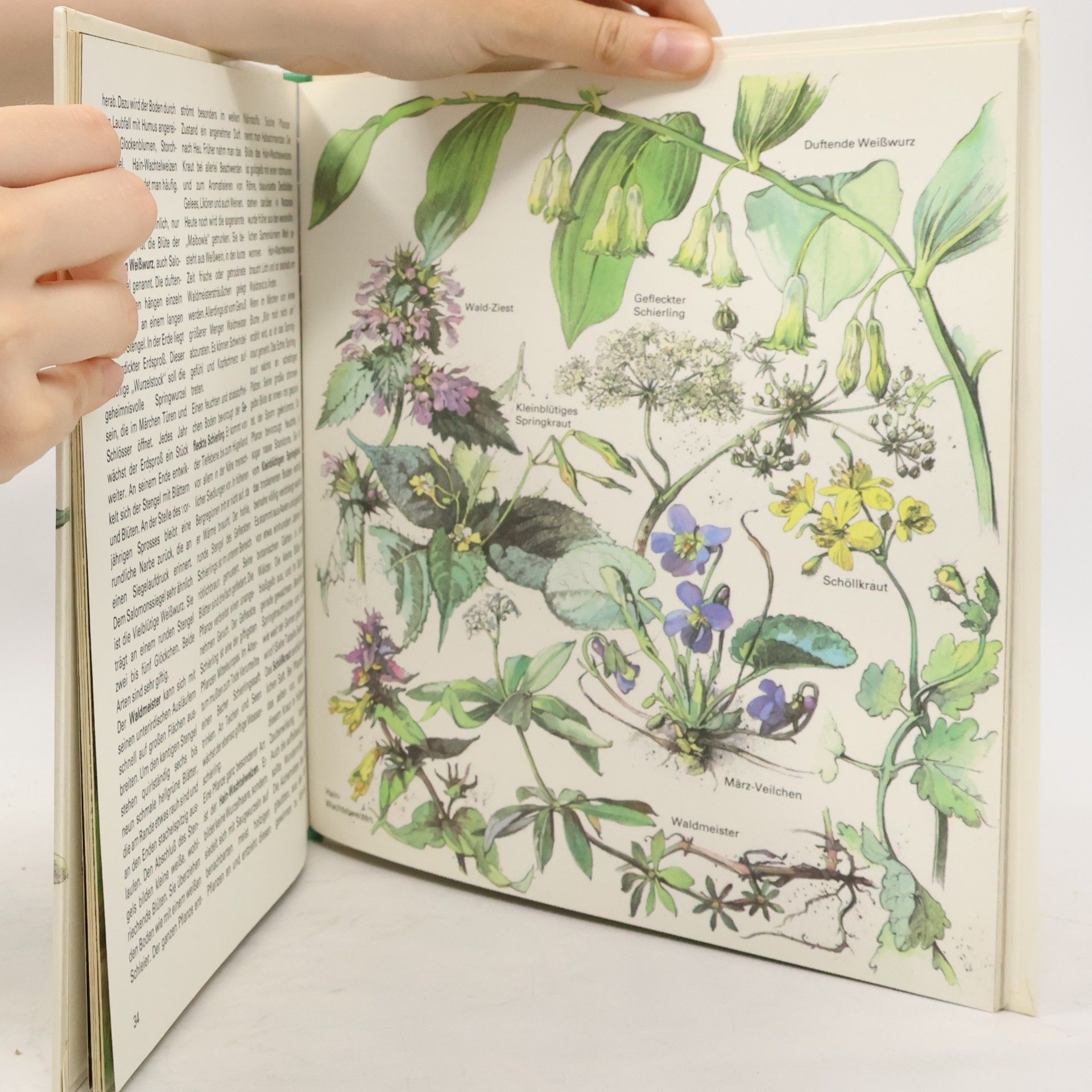 Regine Süsskow Wildblumen