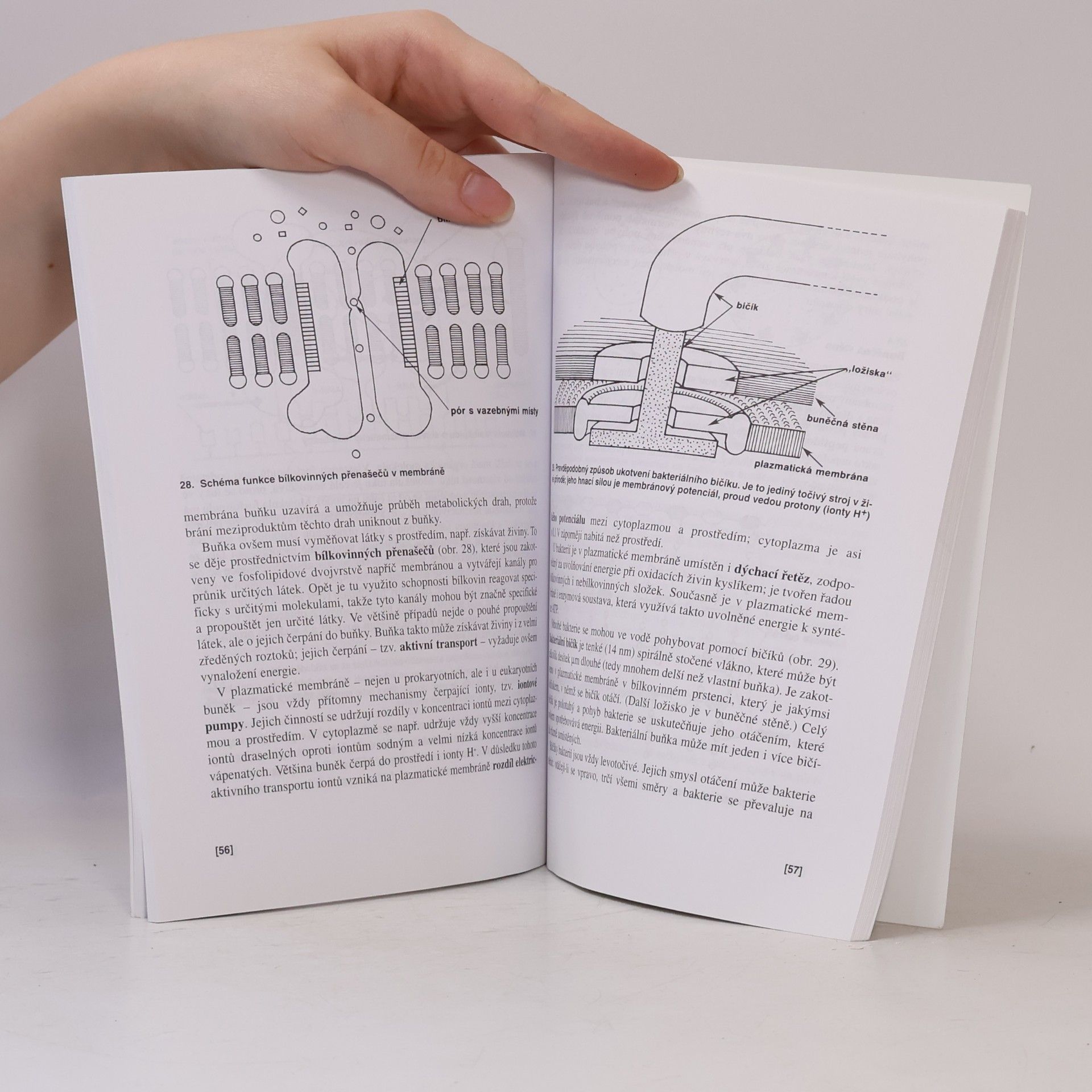 Václav Kubišta Obecná biologie. Úvodní učební text biologie pro 1. ročník gymnázií