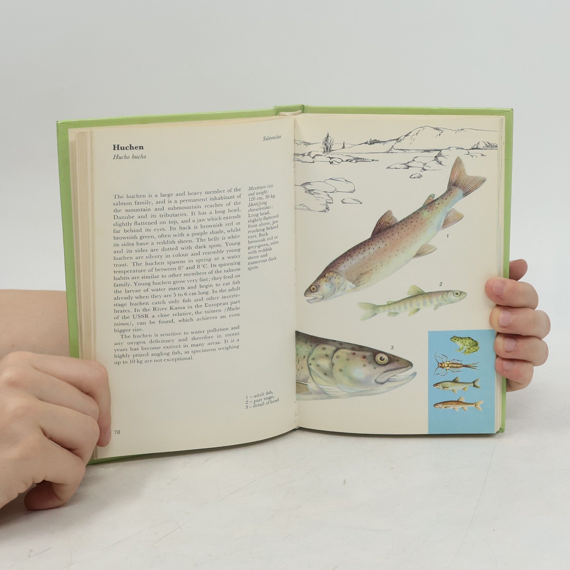 Auteurscollectief A colour guide to familiar Freshwater Fishes