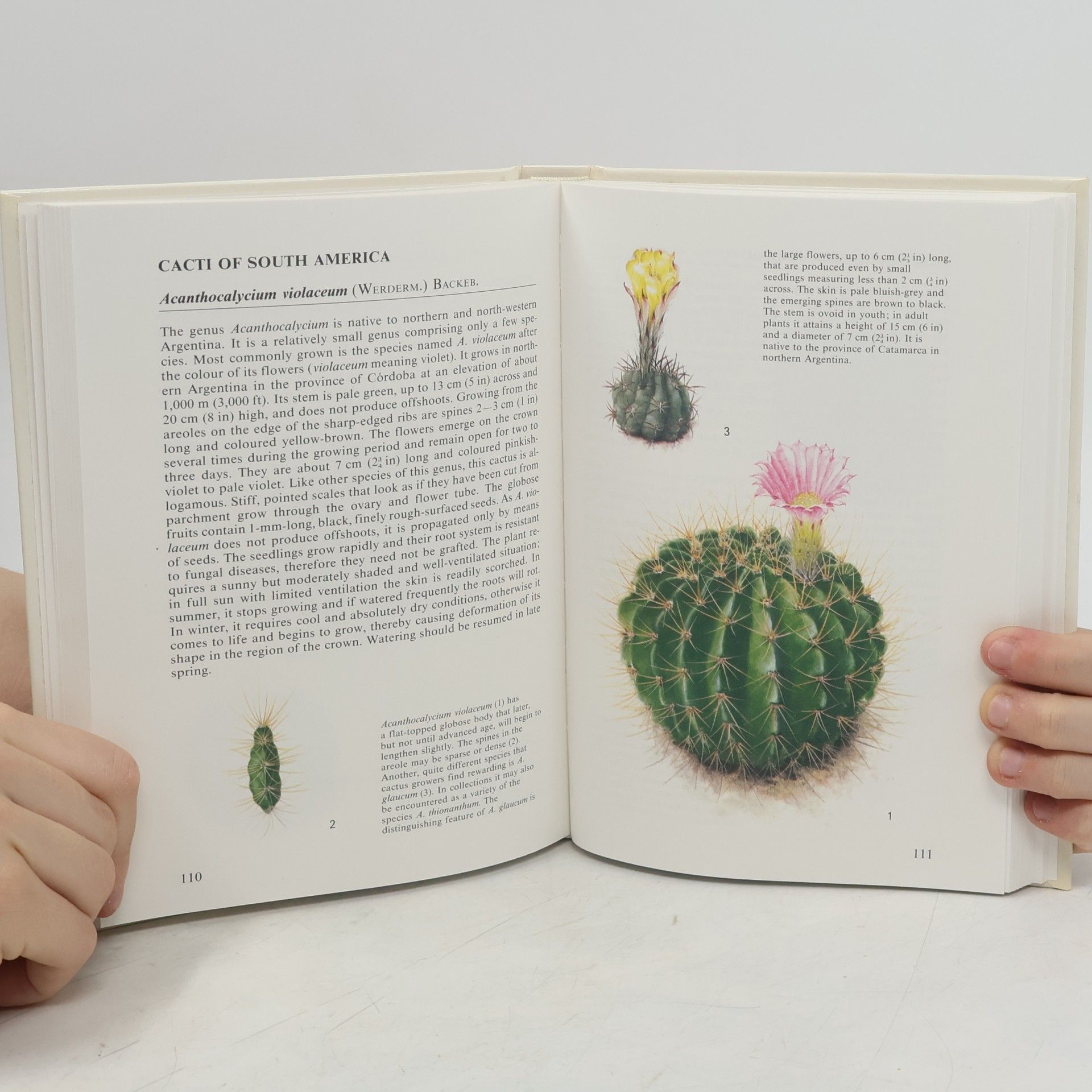 Rudolf Slaba The Illustrated Guide to Cacti