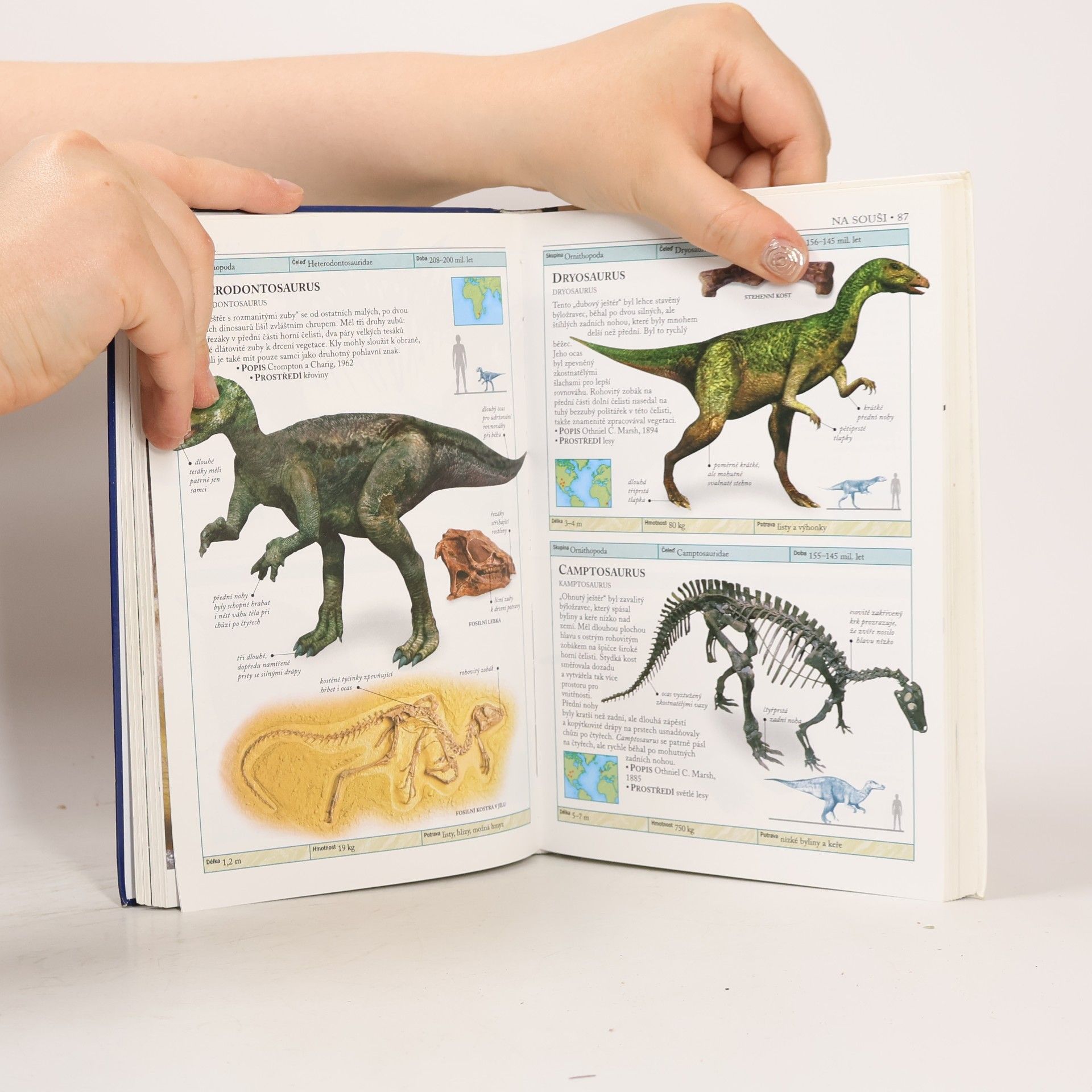 Hazel Richardson Dinosauři a život v pravěku