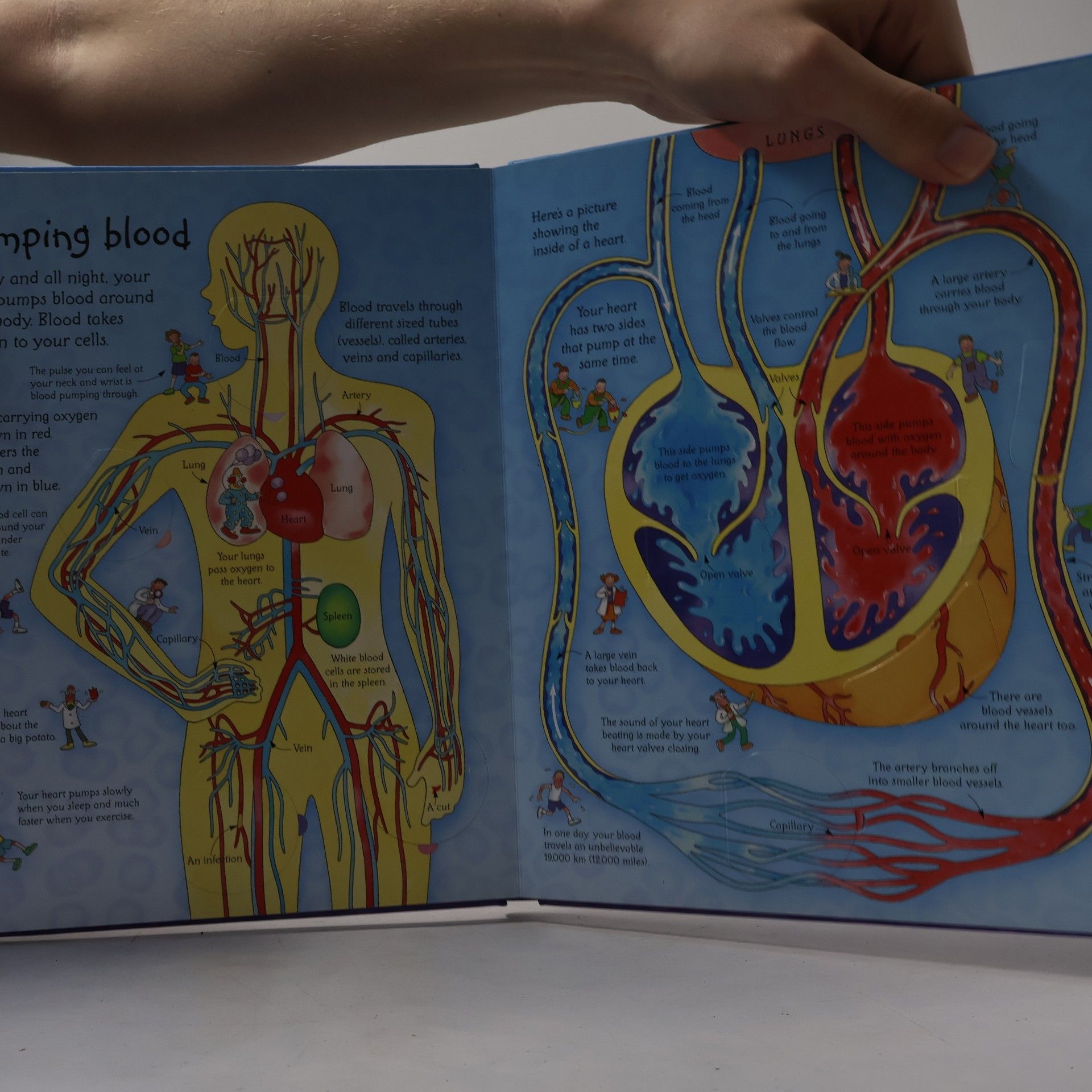 Katie Daynes See inside your body : with over 50 flaps to lift