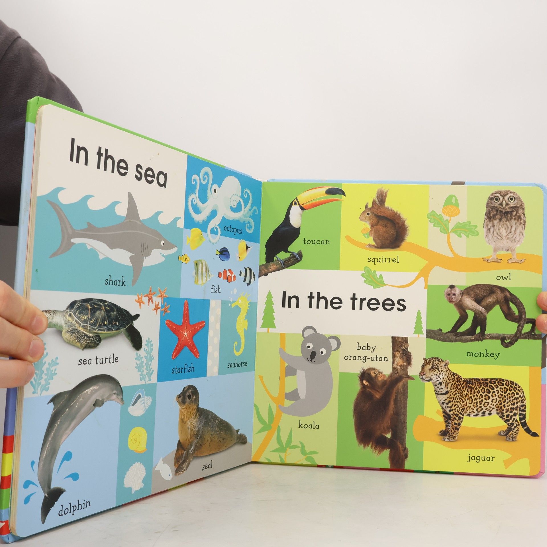 Dawn Sirett 100 First Animals