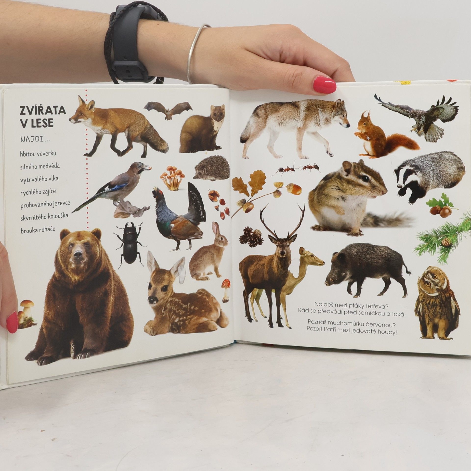 Kolektiv autorů Hledej v obrázcích: Zvířata (fotokniha)