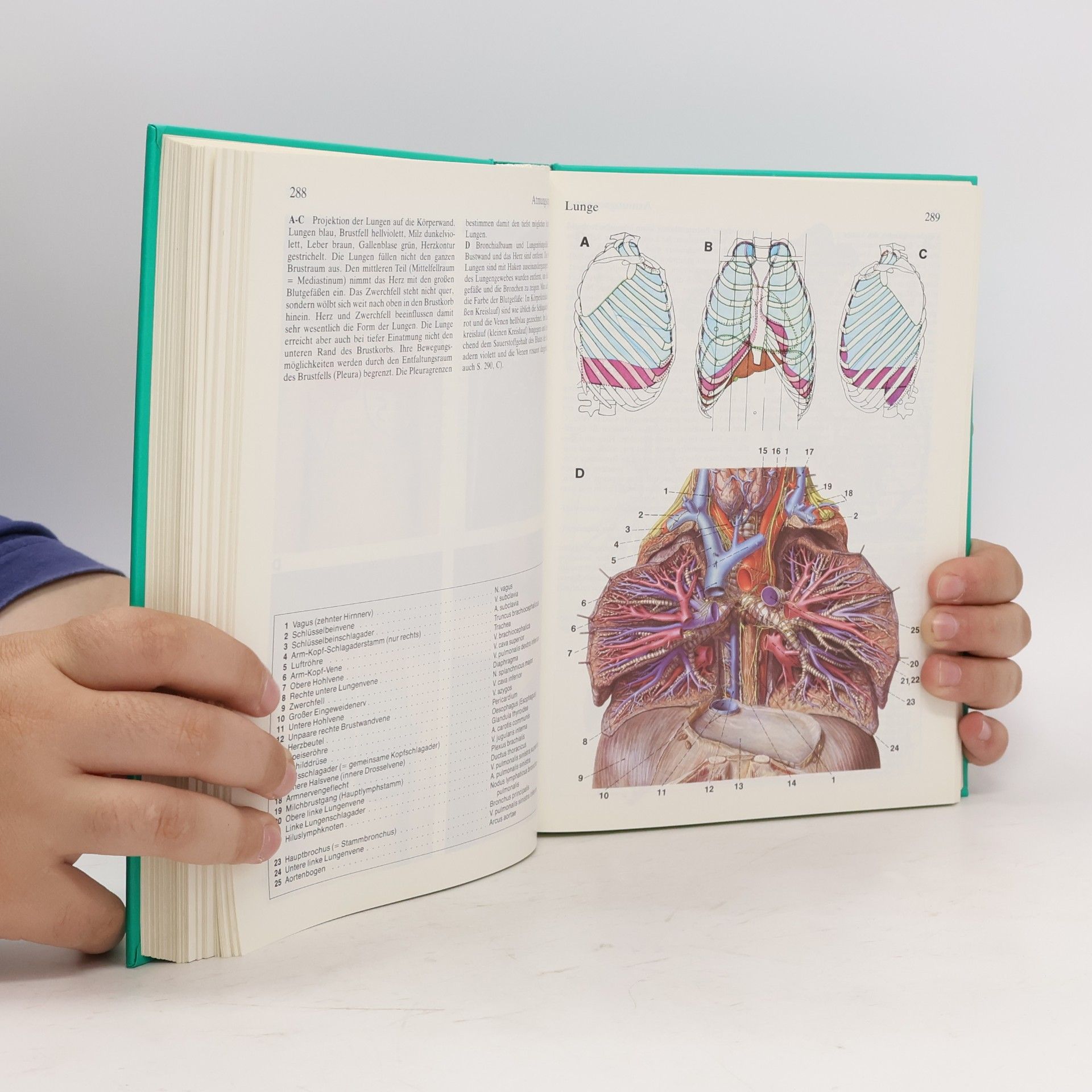 Herbert Lippert Anatomie