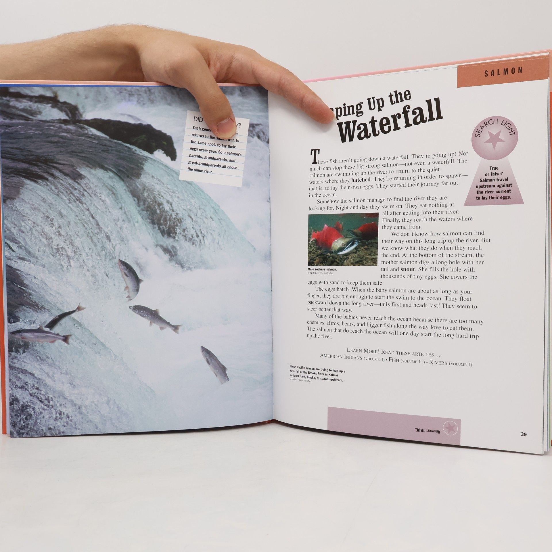 AA.VV. Birds, Insects, Reptiles, and Aquatic Life 11