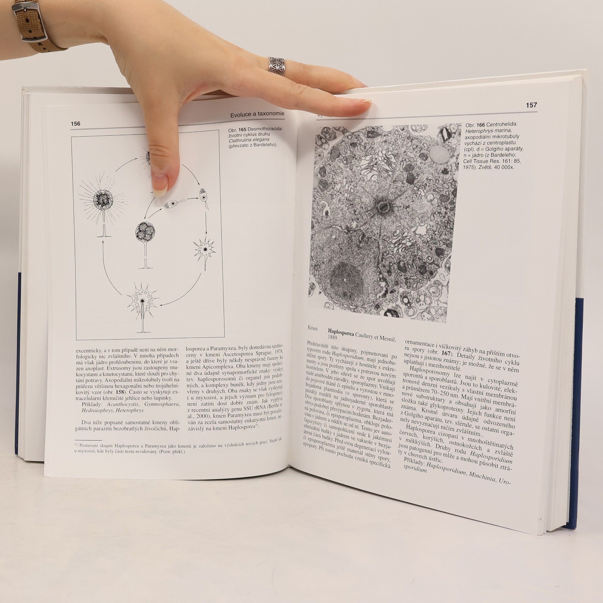 Klaus Hausmann Protozoologie