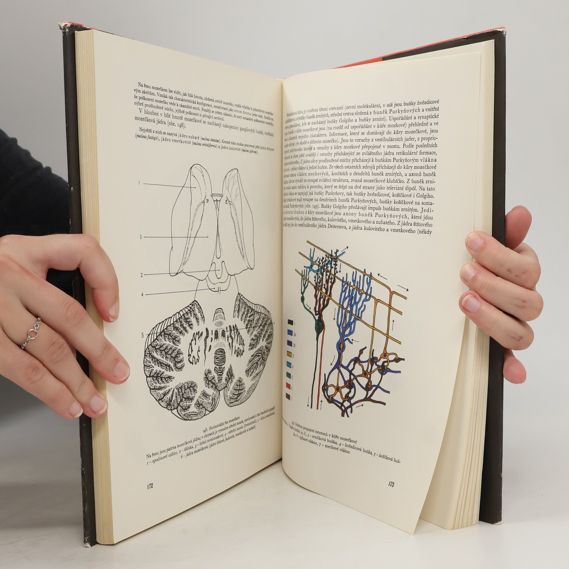Jaroslav Fleischmann Anatomie člověka II