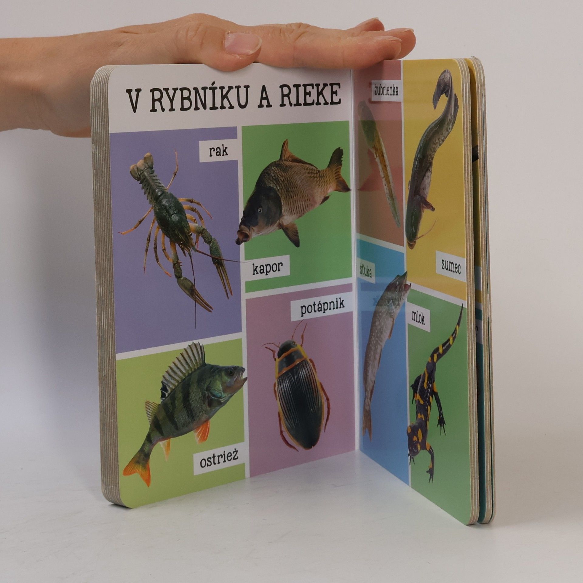 Collectif d'auteurs Mojich prvých 100 zvierat