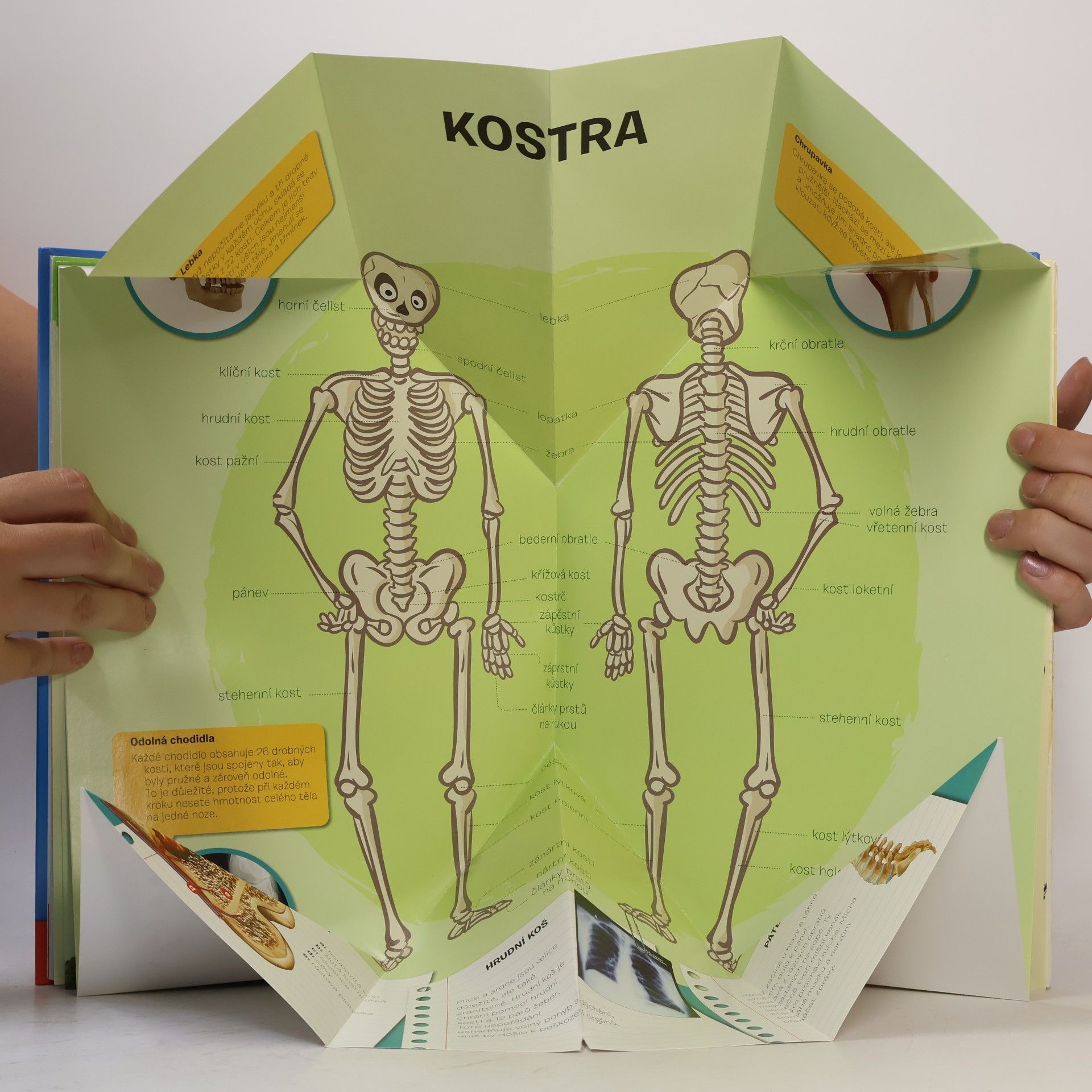 Autorenkollektiv Rozkládací atlas lidského těla