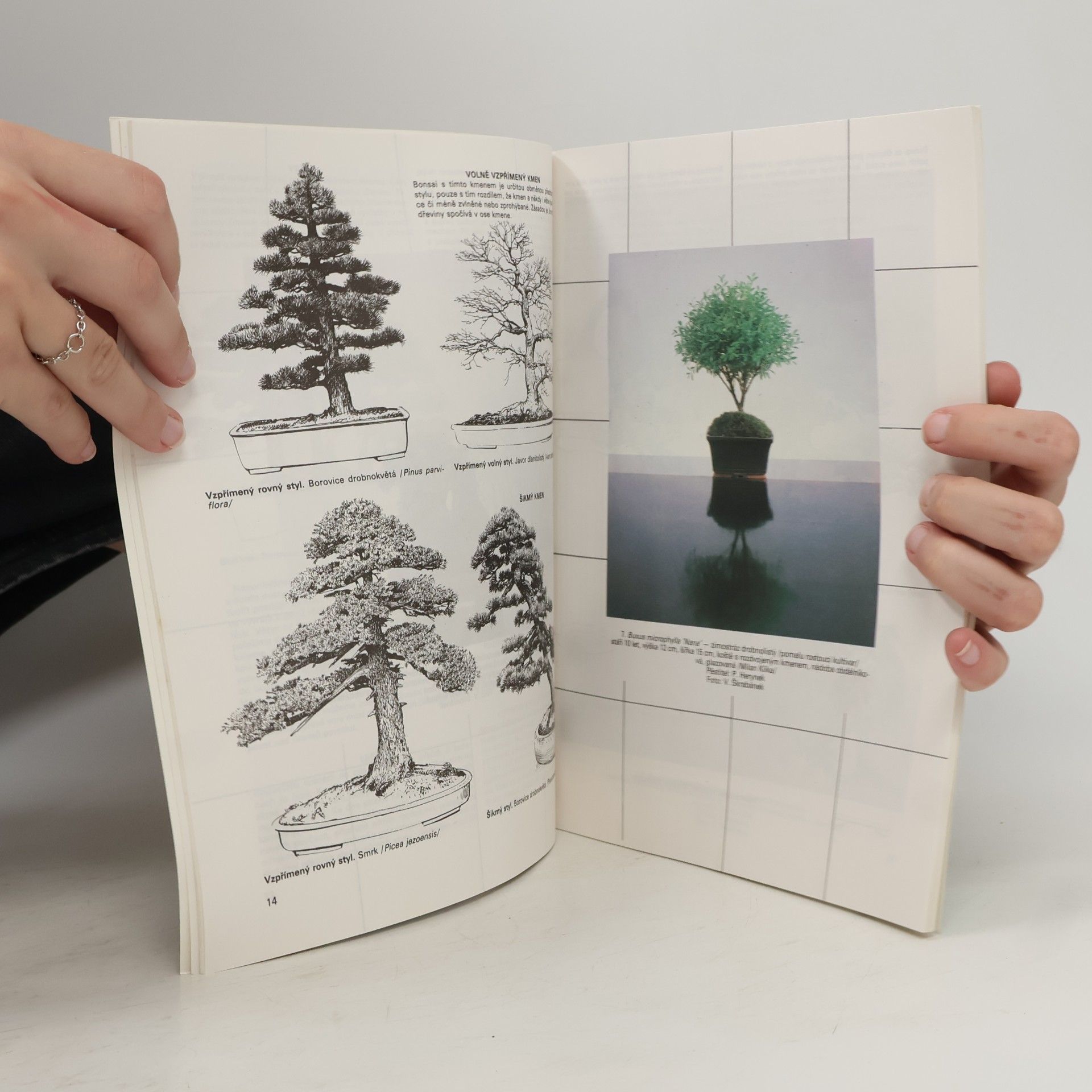 Petr Herynek Bonsai. Základy pěstování