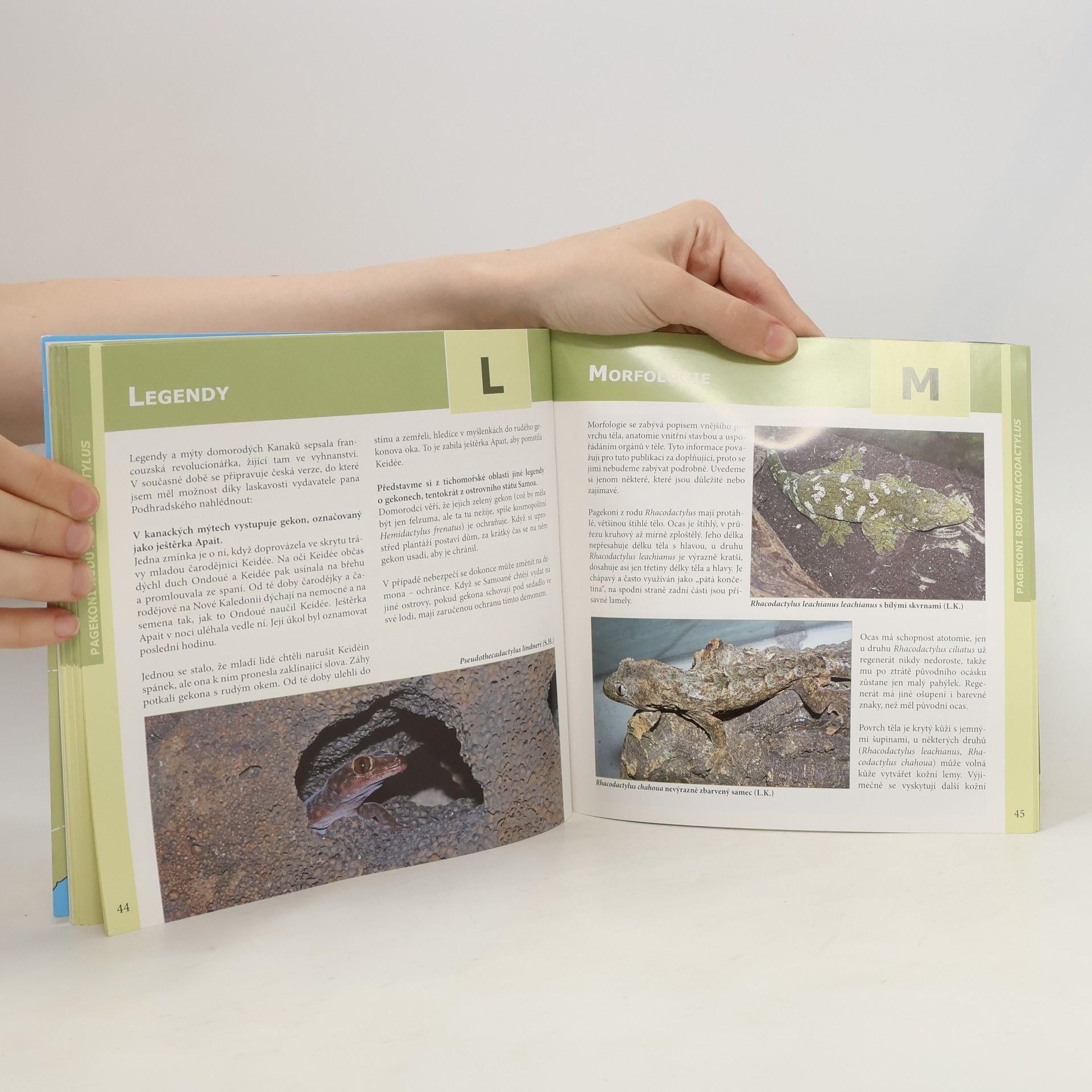 Lubomír Klátil Pagekoni rodu Rhacodactylus