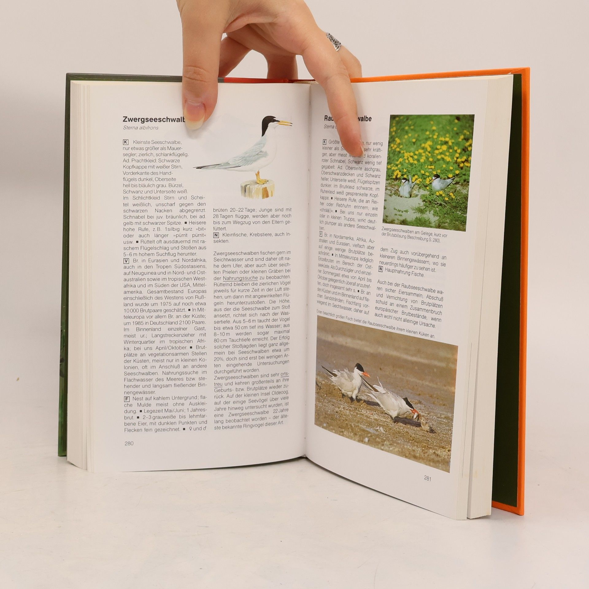 Einhard Bezzel BLV-Handbuch Vögel
