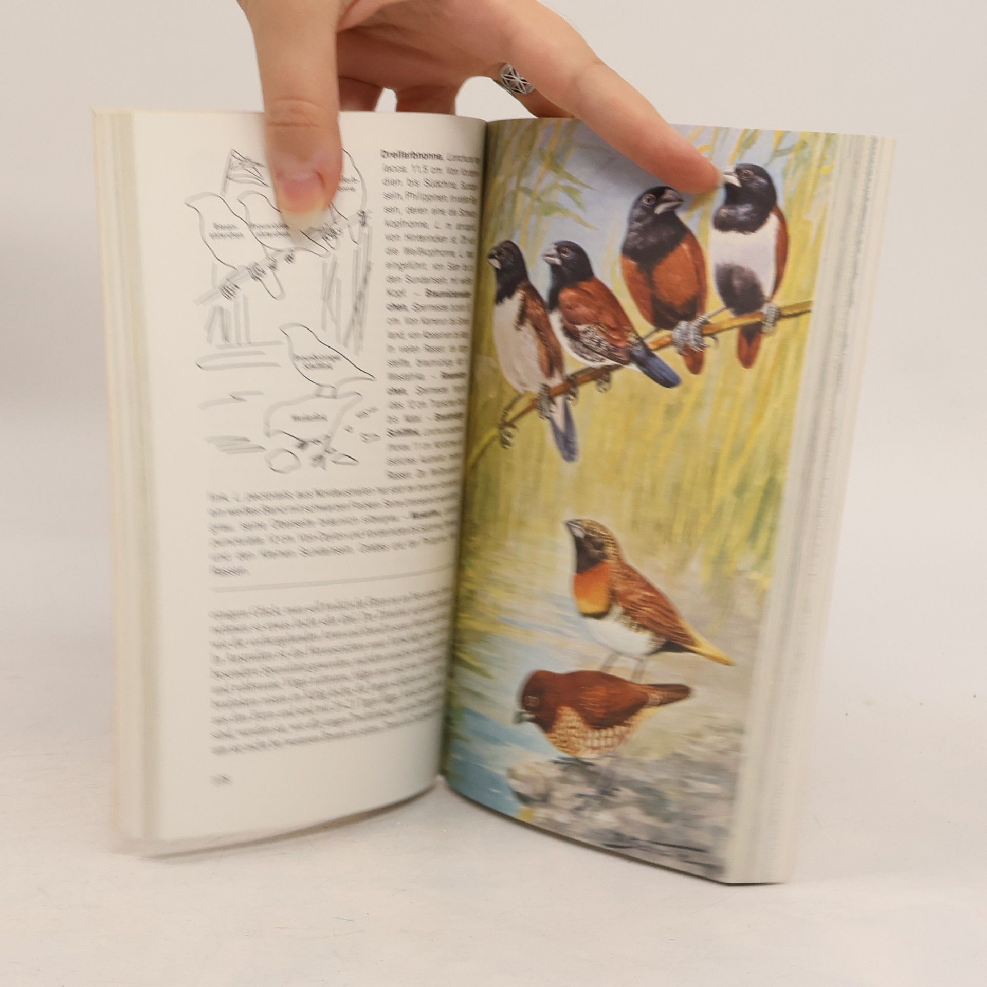 Georg Steinbacher Knaurs Vogelbuch