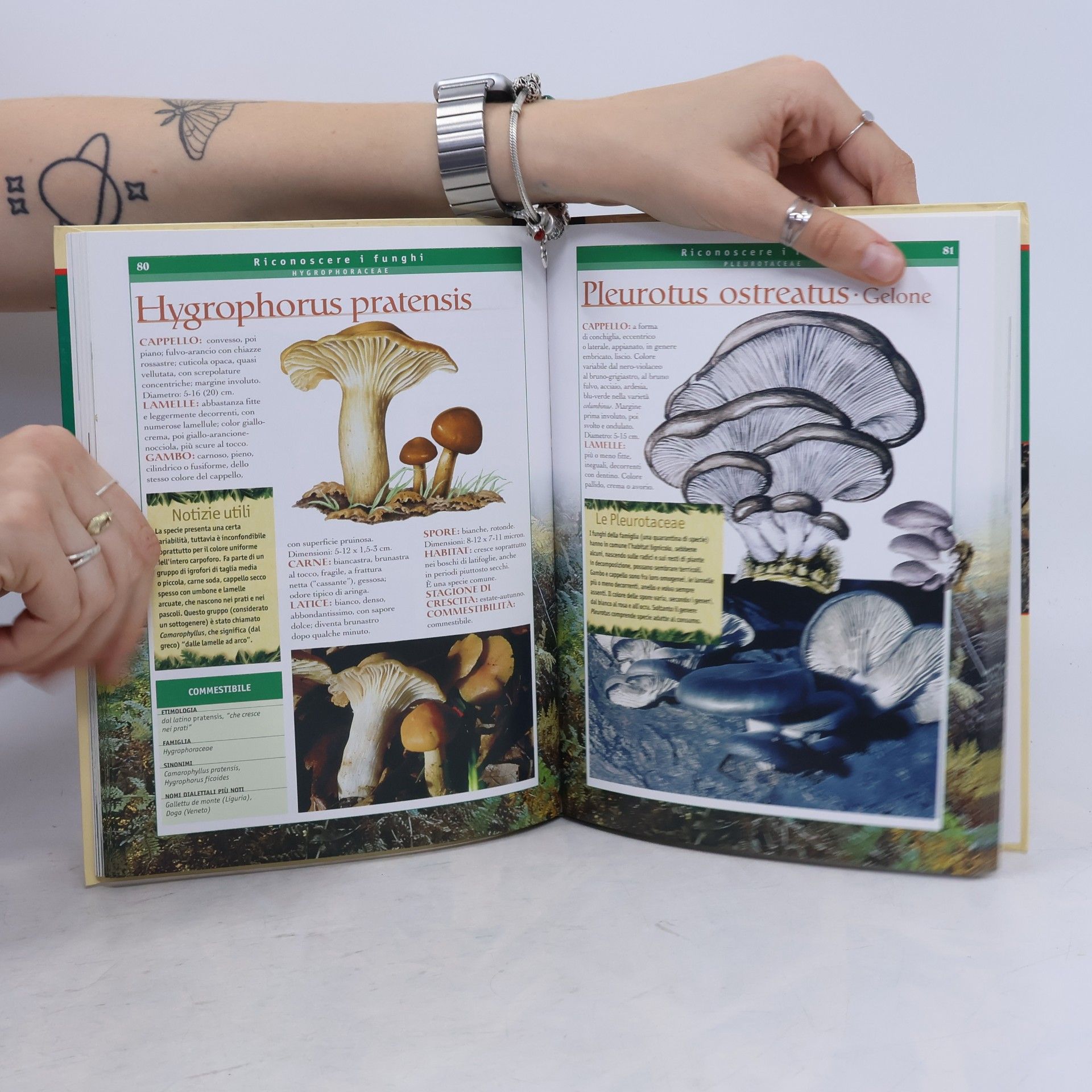 Ruggero Dell'Orbo Guide Basic: Andar per funghi. Come conoscerli, ricercarli, identificare quelli commestibili, raccoglierli e utilizzarli