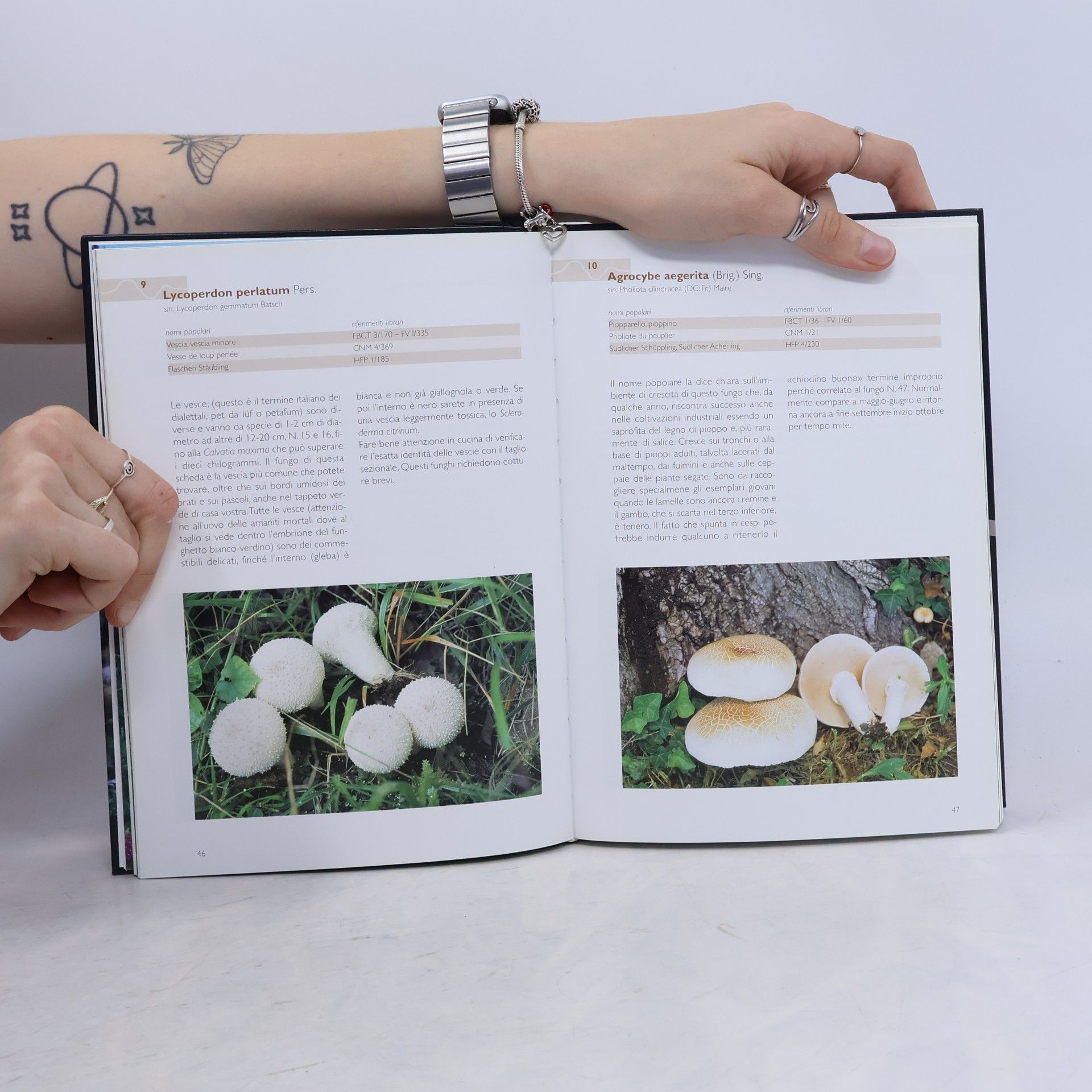 Alfredo Riva Funghi buoni, funghi facili. Dal bosco alla tavola