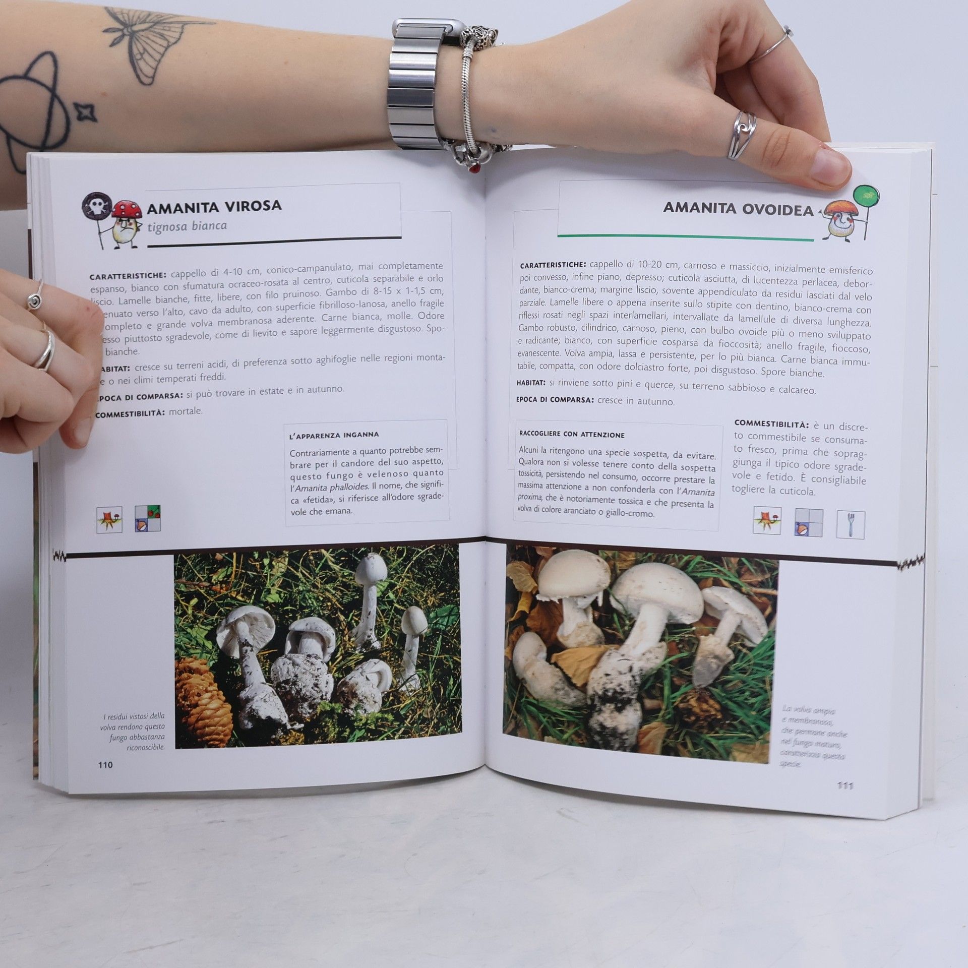 Bruno Tessaro Conoscere e raccogliere i funghi. Guida completa