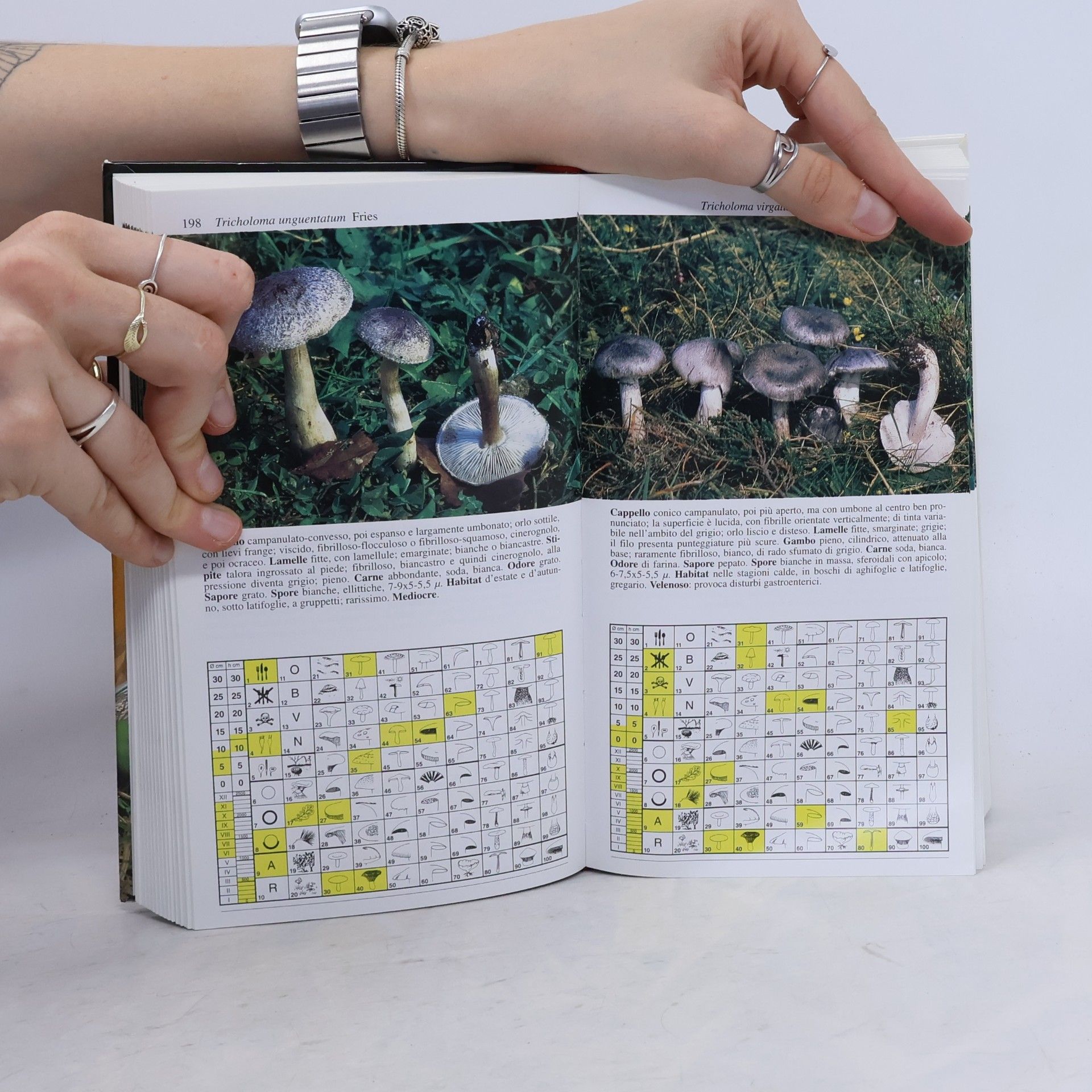 Umberto Nonis Guide manuali scultura lignea: Cinquecento funghi d'Italia e d'Europa