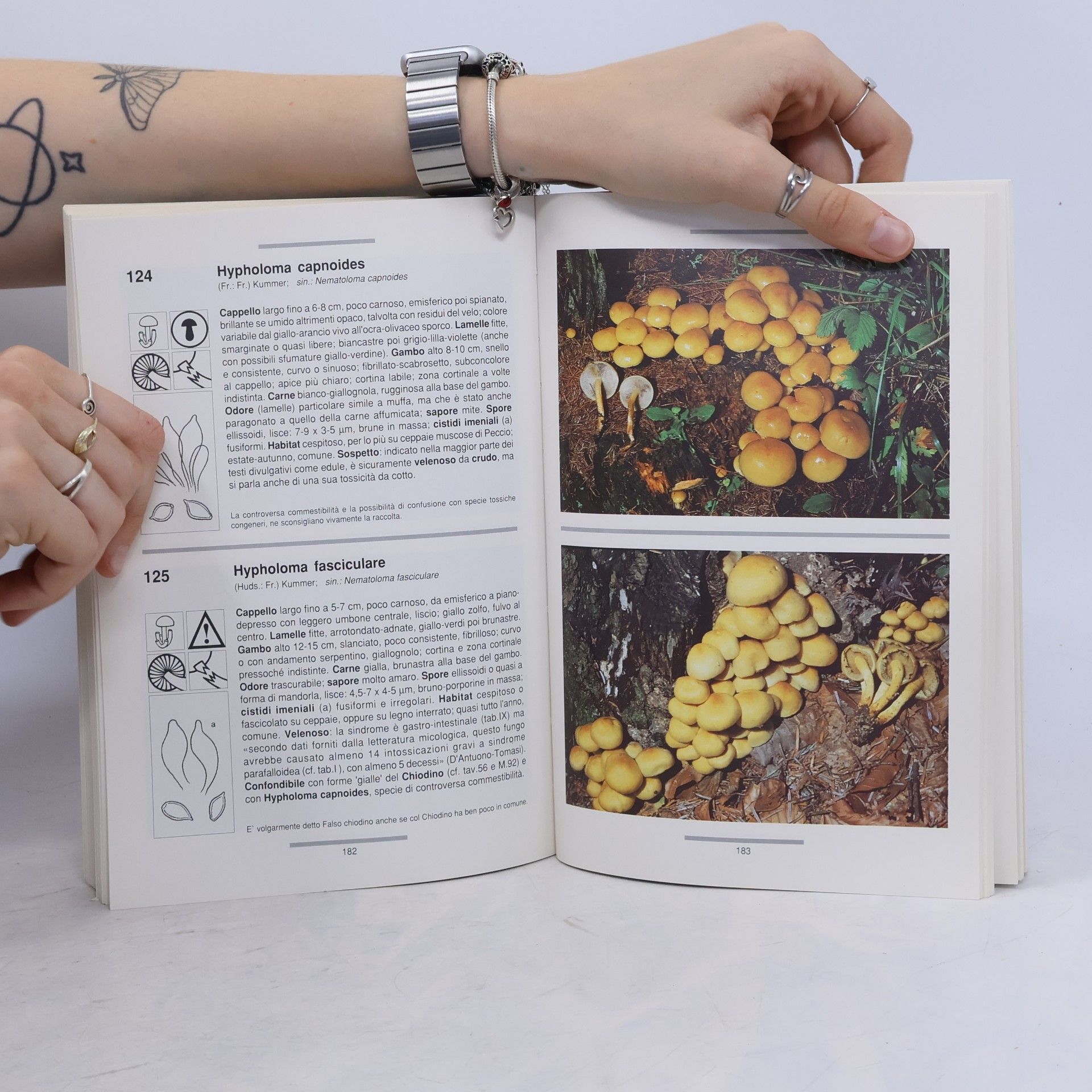 Riccardo Mazzanti Successi: I funghi