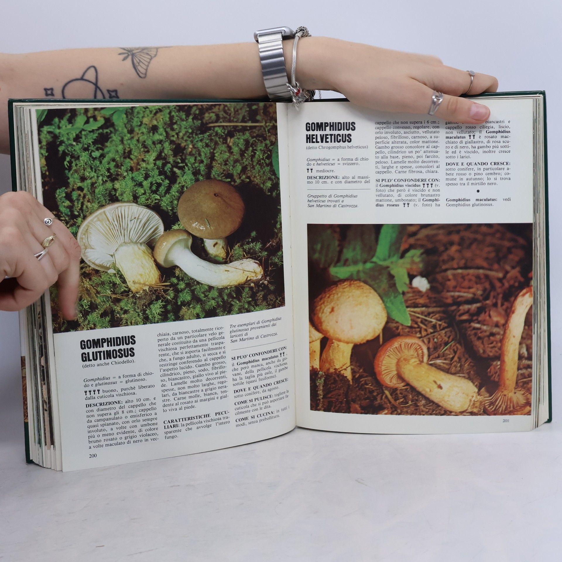 Cercar: I funghi