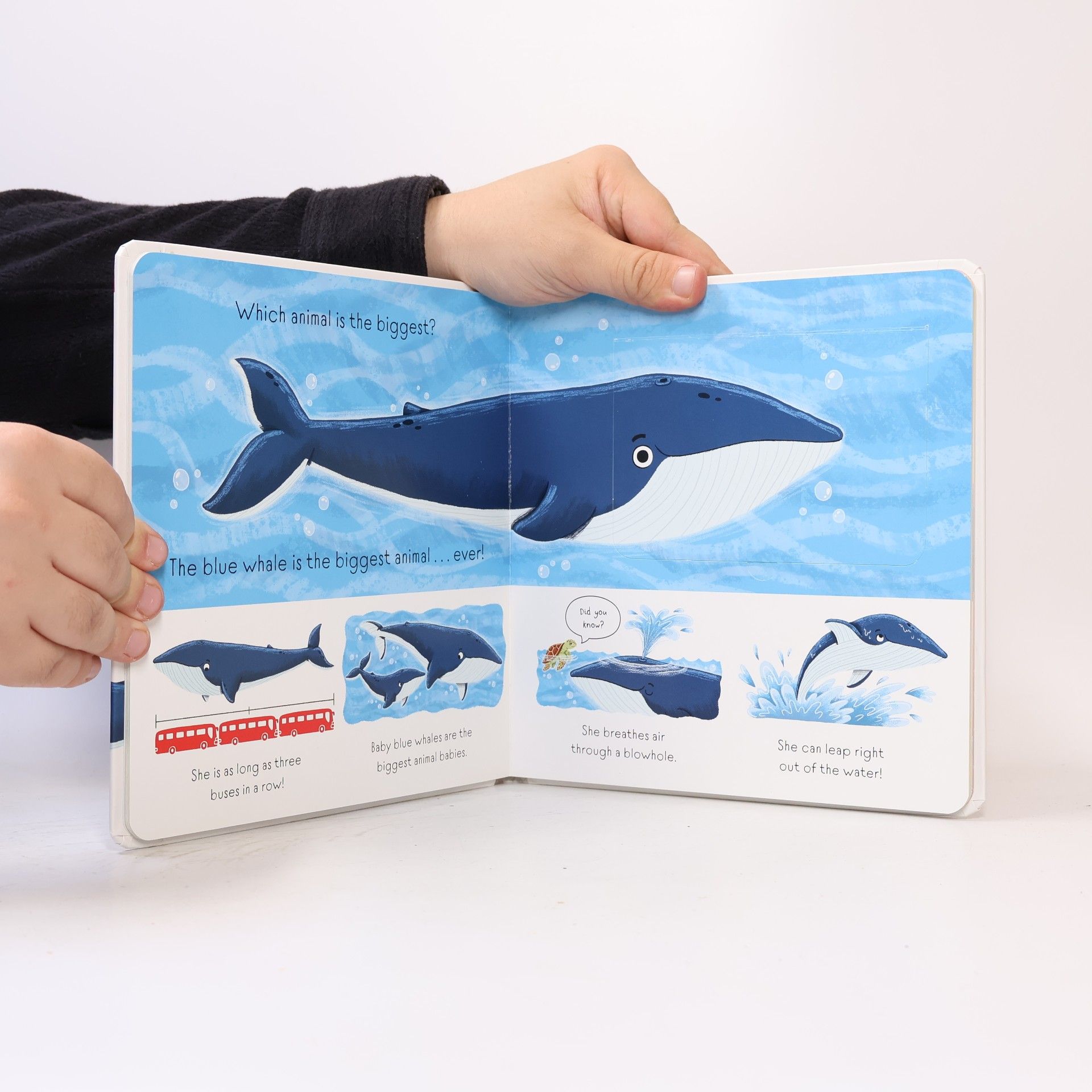 Louise Forshaw Find Out About: Animals