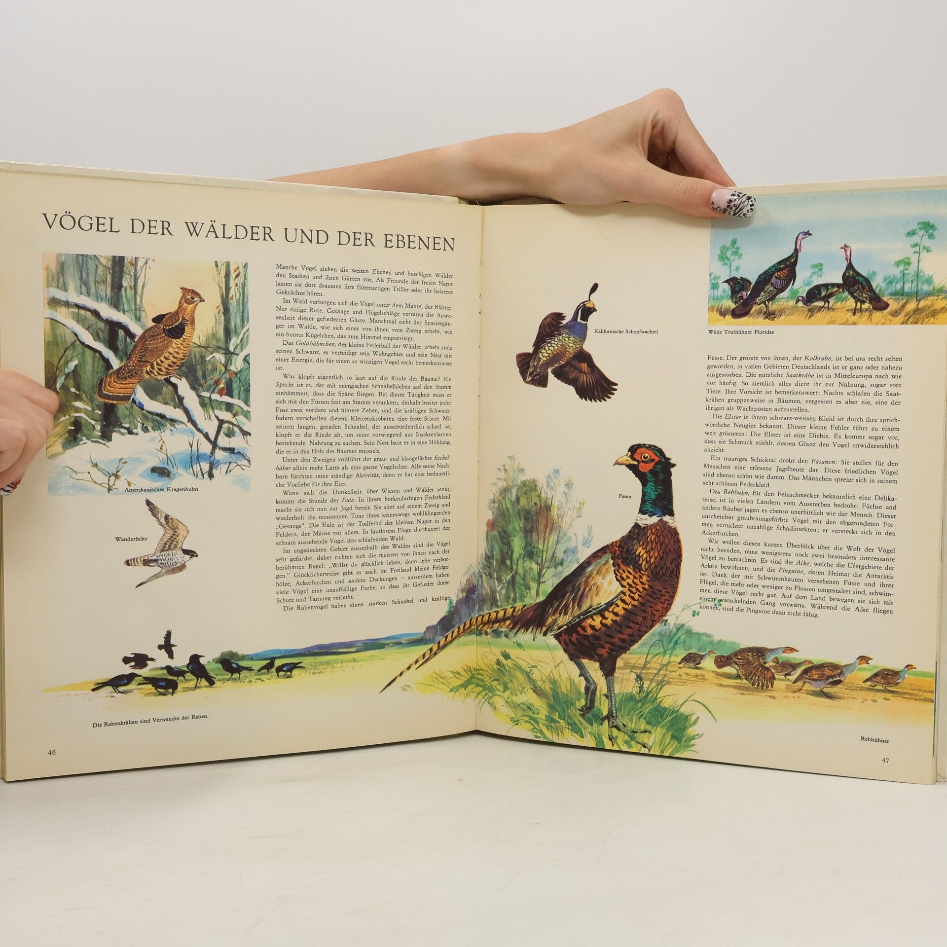 Autorenkollektiv Das bunte reich der natur