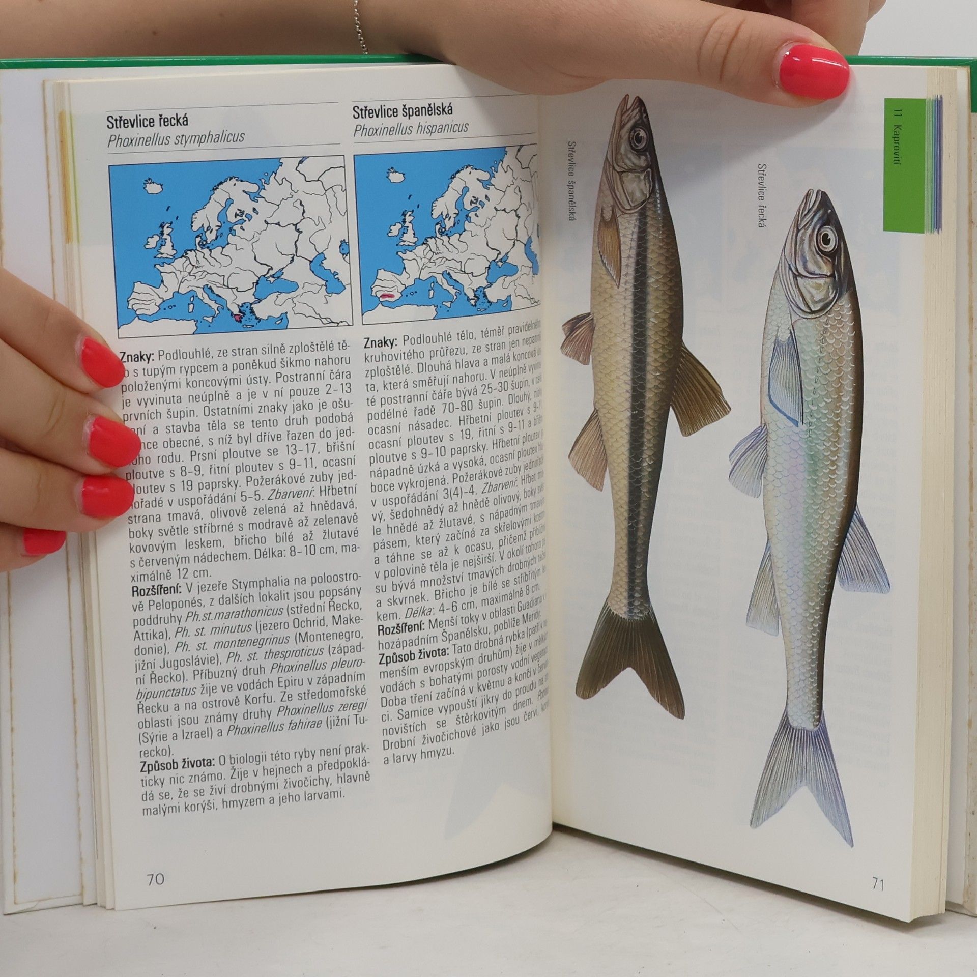 Various authors Sladkovodní ryby v evropských vodách