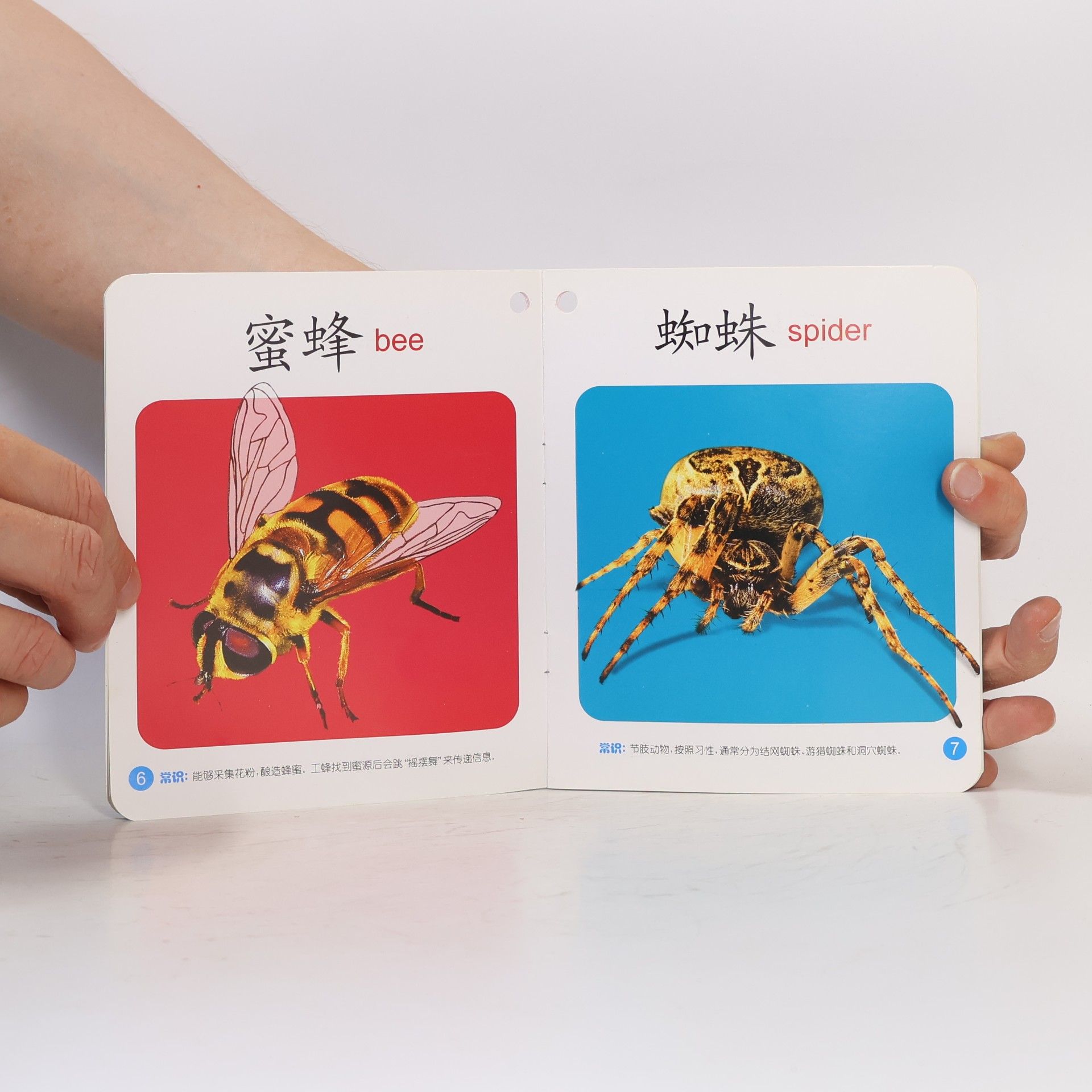 徐秋杰 昆虫①
