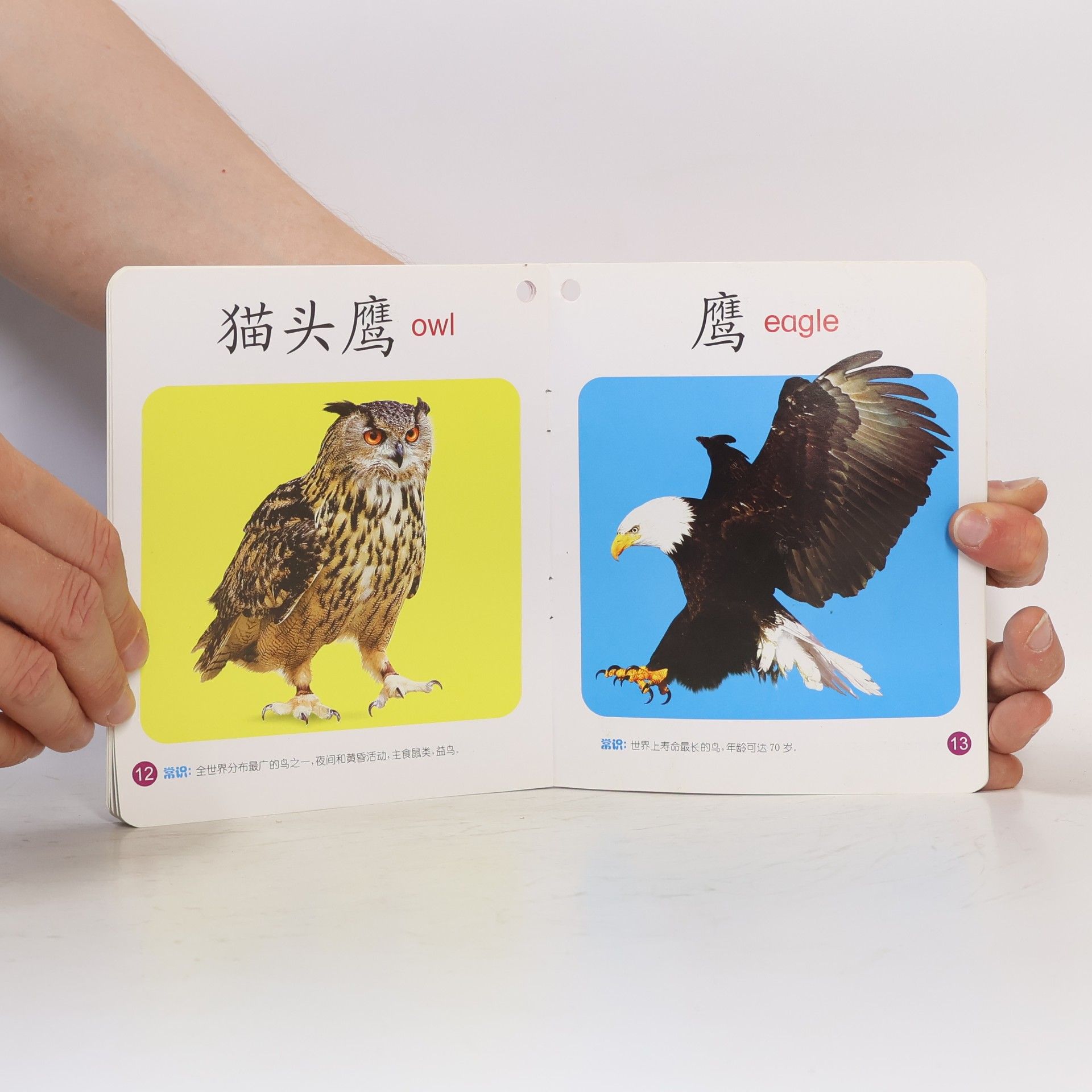 徐秋杰 野生动物 2