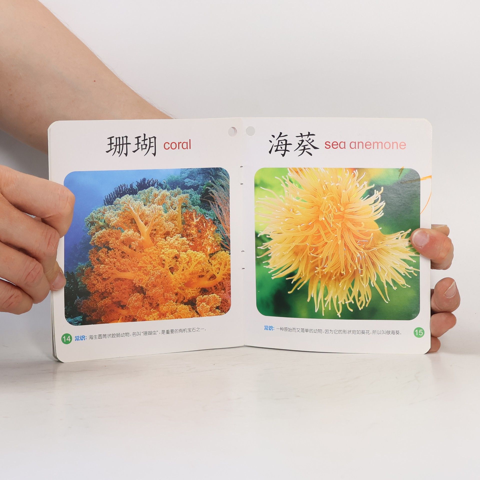 徐秋杰 海洋动物 ①