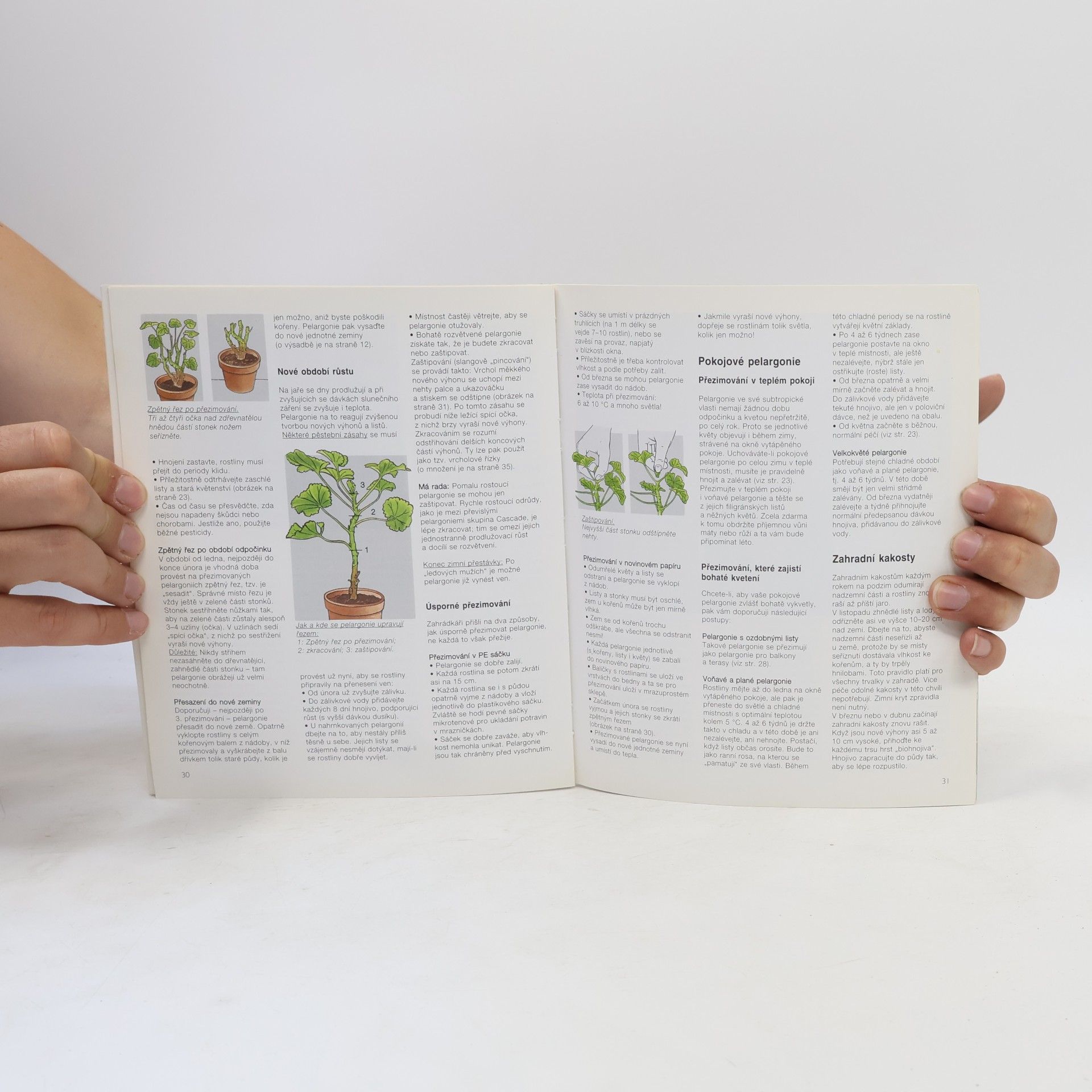 Andreas Riedmiller Pelargonie a kakosty: Aby vám bohatě kvetly: Rady odborníků pro nákup, pěstování a množení pelargonií