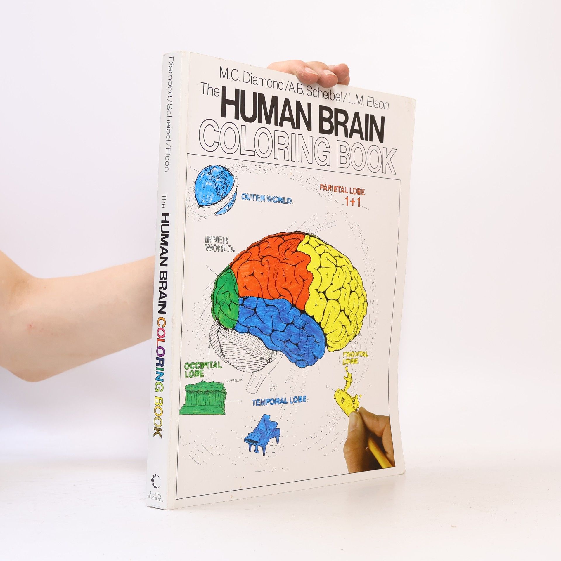 Arnold B. Scheibel The Human Brain Coloring Book