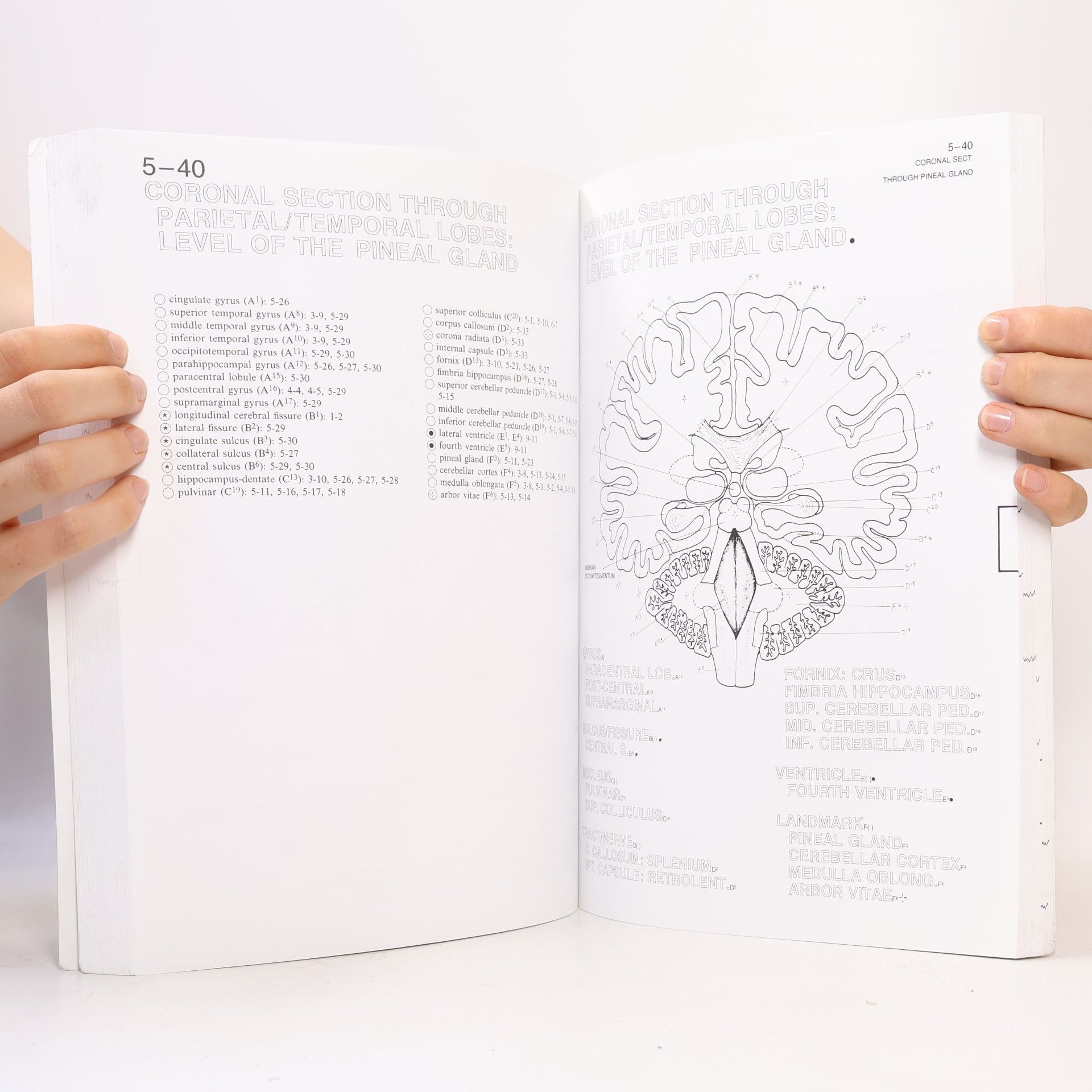 Marian Diamond The Human Brain Coloring Book