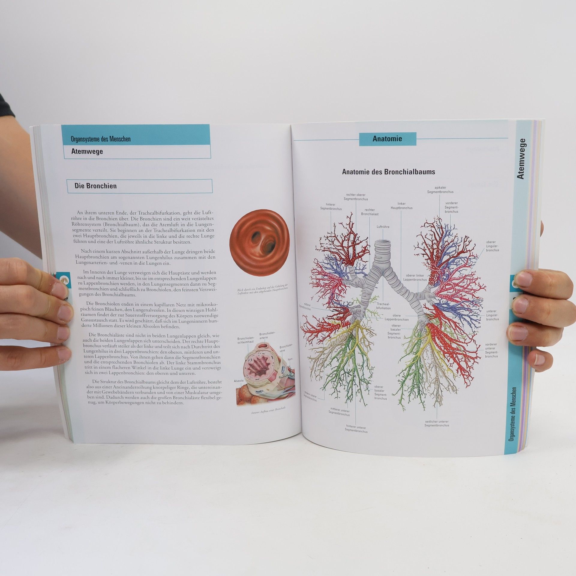 Francisco Asensio Cerver Menschliche Anatomie